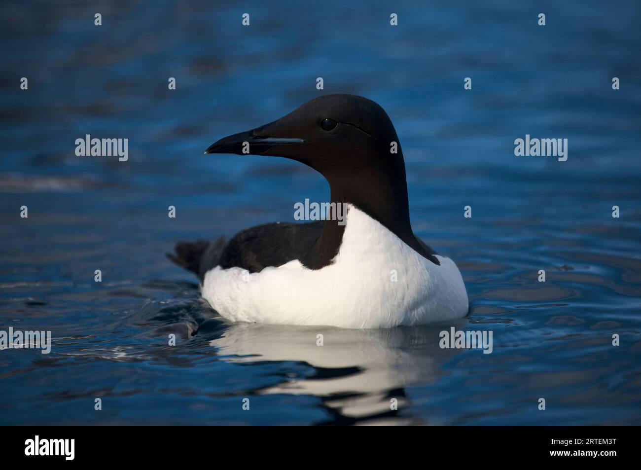 Brunnich's guillemot (Uria lomvia) natation ; Spitzberg, archipel du Svalbard, Norvège Banque D'Images