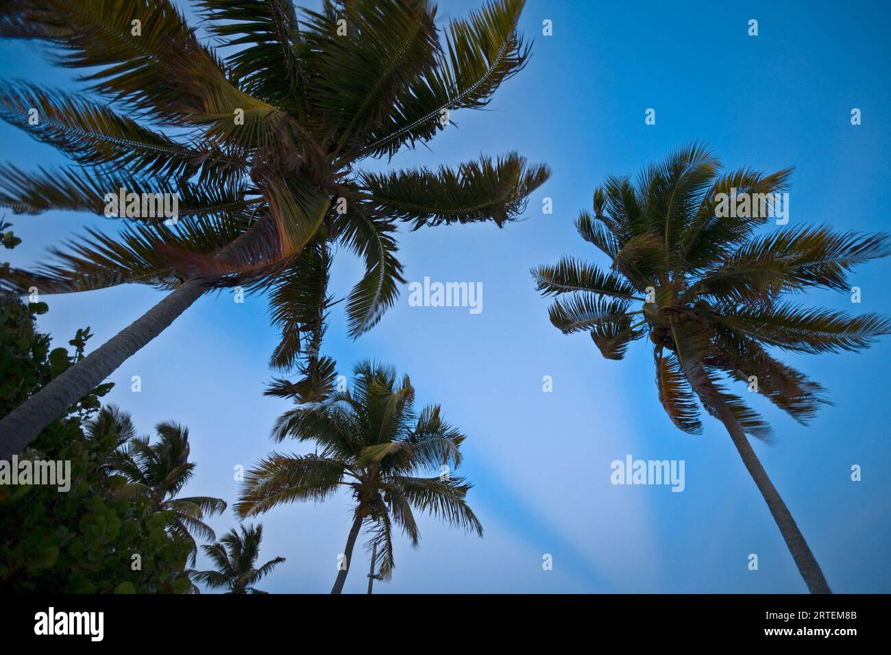 Vue d'en bas de palmiers soufflant dans le vent ; Turneffe Island, Belize Banque D'Images