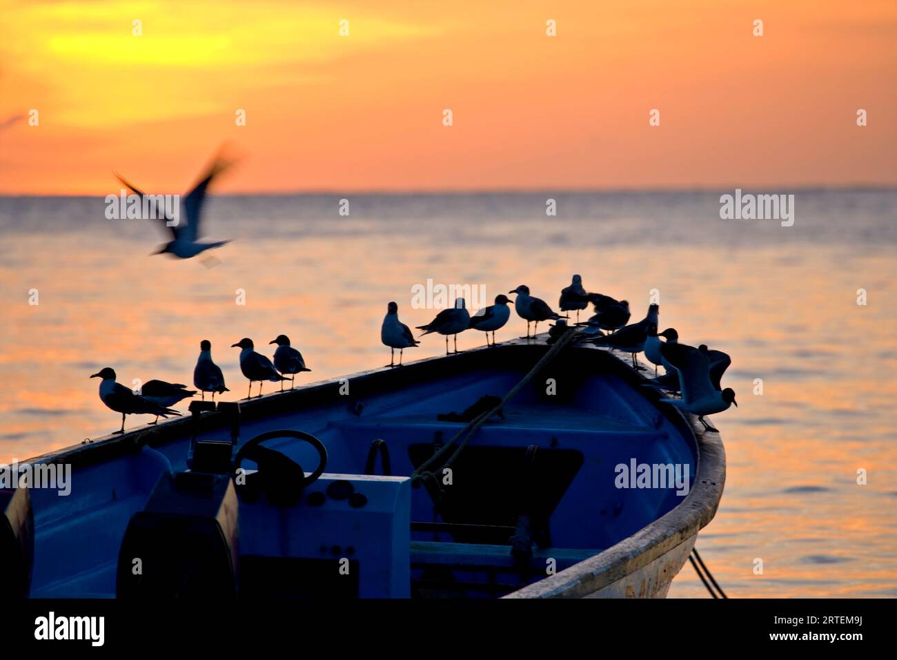 Oiseaux debout sur la proue d'un bateau en bois au coucher du soleil ; Milford Bay, Tobago, République de Trinité-et-Tobago Banque D'Images