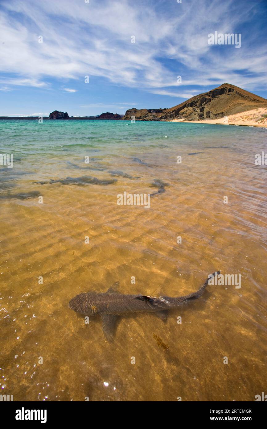 Requin de récif blanc (Triaenodon obesus) nageant au large des côtes de l'île de Bartolome ; île de Bartolome, îles Galapagos, Équateur Banque D'Images