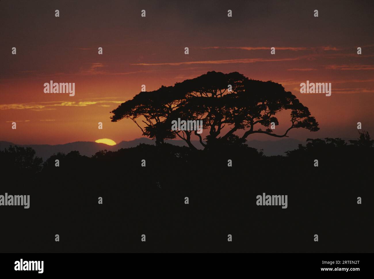Arbre silhouetté dans une forêt tropicale contre le ciel du soir ; Costa Rica Banque D'Images
