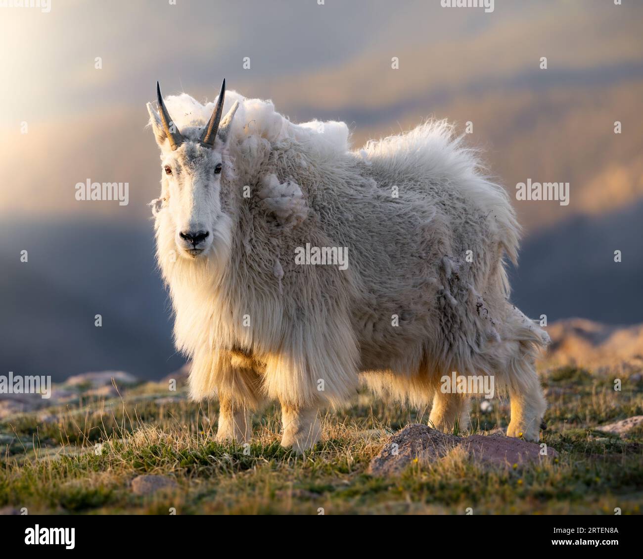Chèvre de montagne - oreamnos americanus - debout dans la lumière du soleil du soir Mount Blue Sky, Colorado Banque D'Images