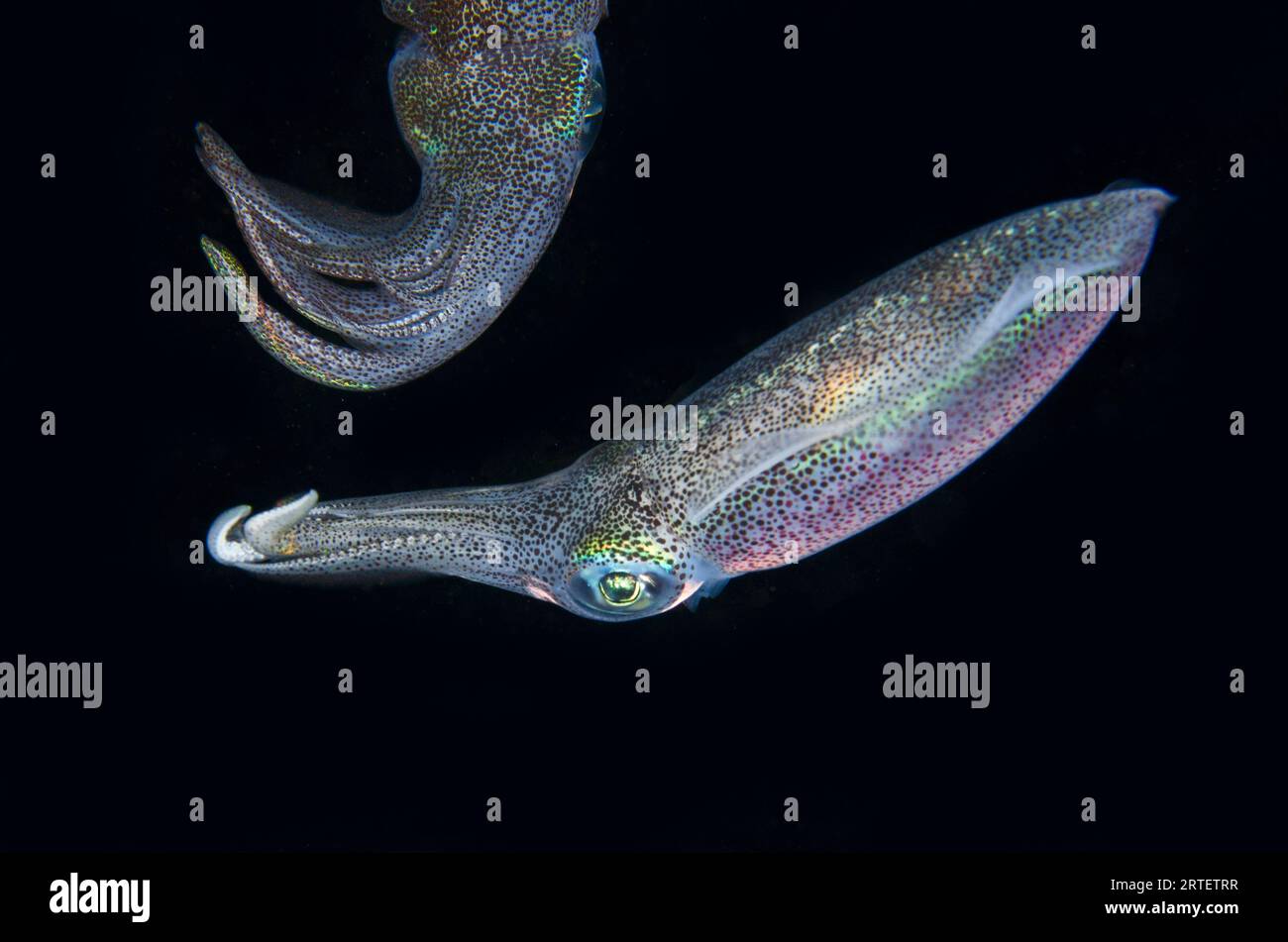 Paire de Bigfin Reef Squid, Sepioteuthis lessoniana, plongée de nuit, site de plongée Seraya House Reef, Seraya, Karangasem, Bali, Indonésie Banque D'Images