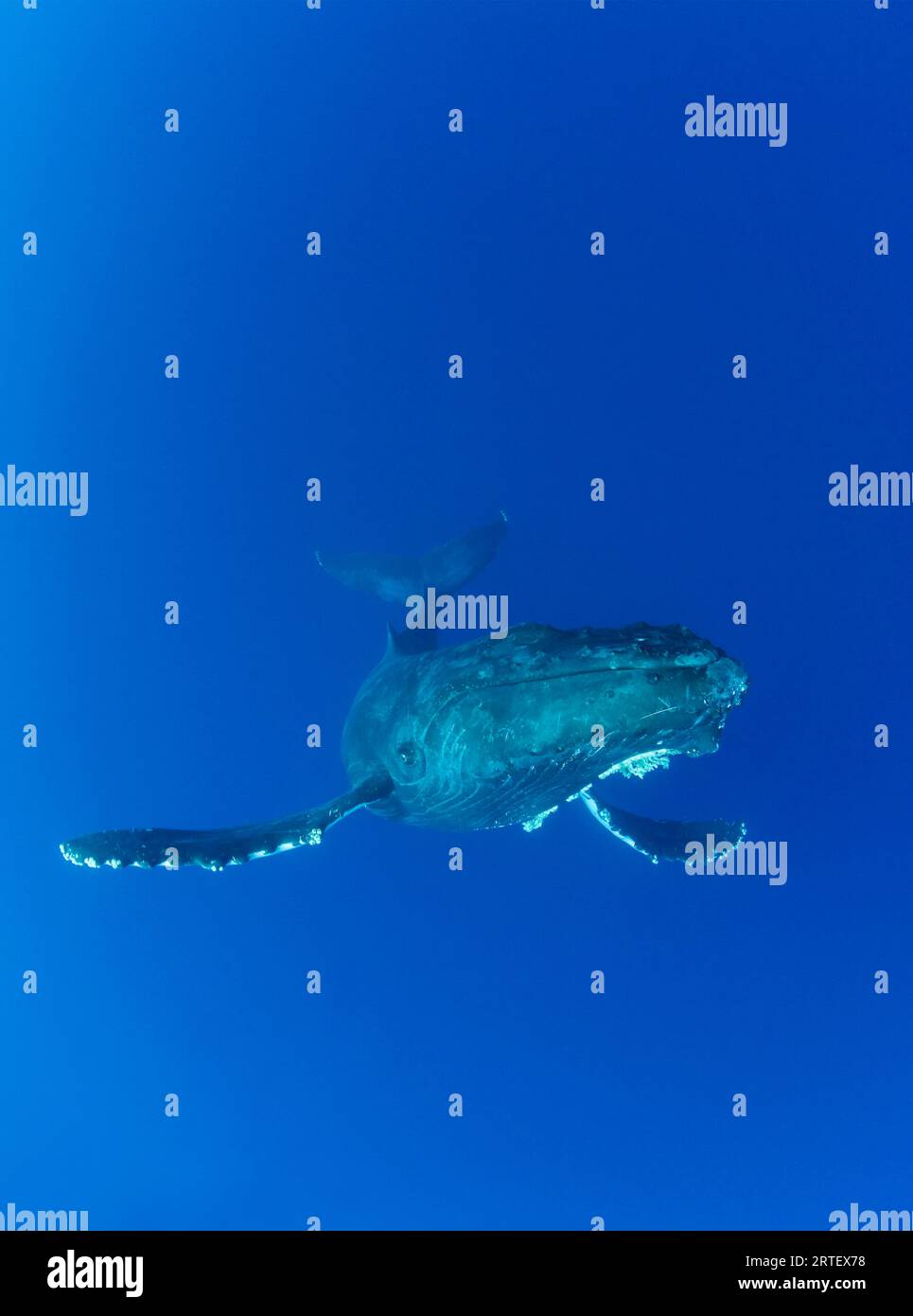 Hawaï, Maui, baleine à bosse (Megaptera novaeangliae) dans l'océan sous-marin. Banque D'Images