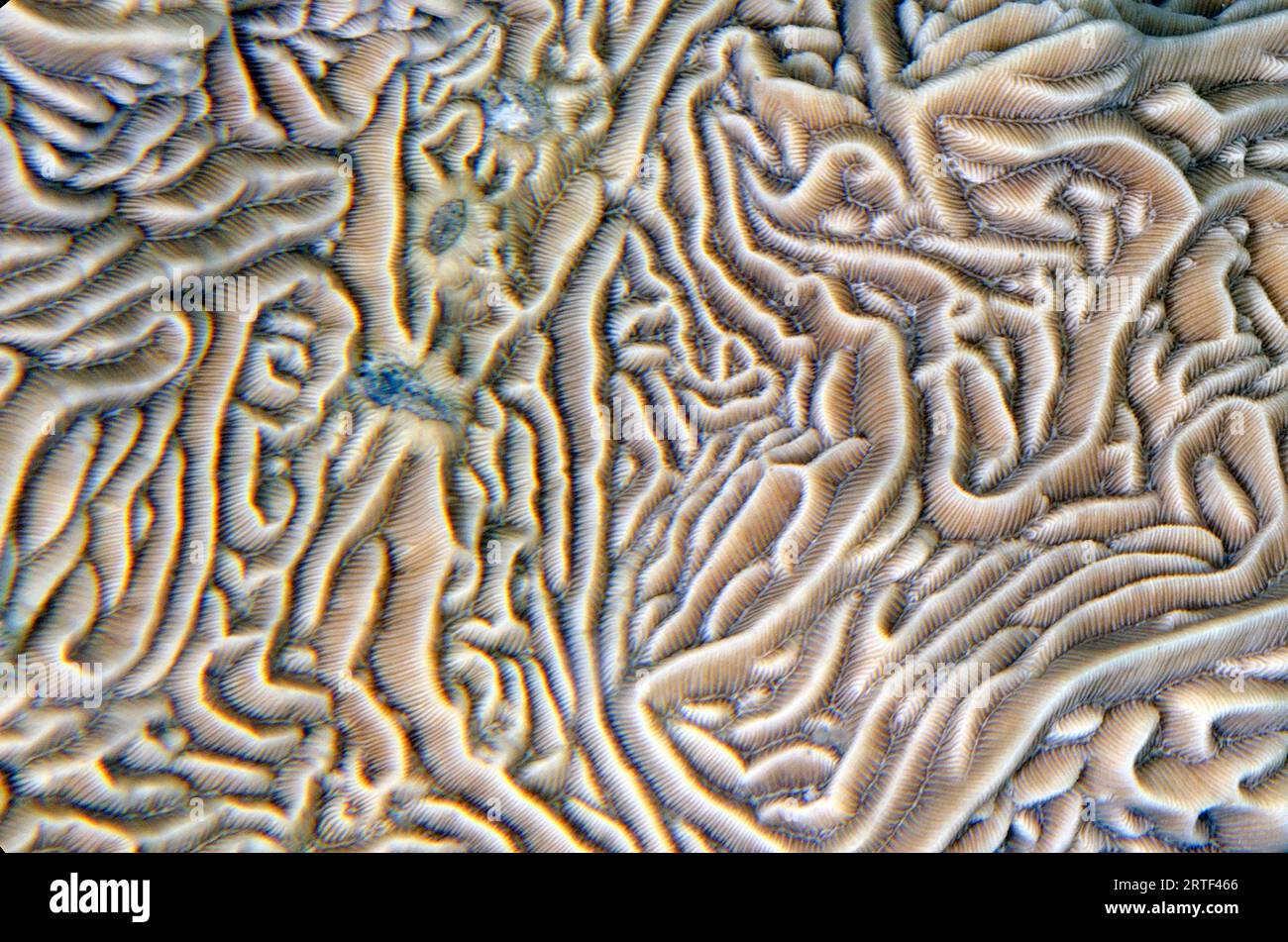 Stony Coral, Pavona sp, site de plongée Bio Rock, Pemuteran, Buleleng Regency, Bali, Indonésie Banque D'Images