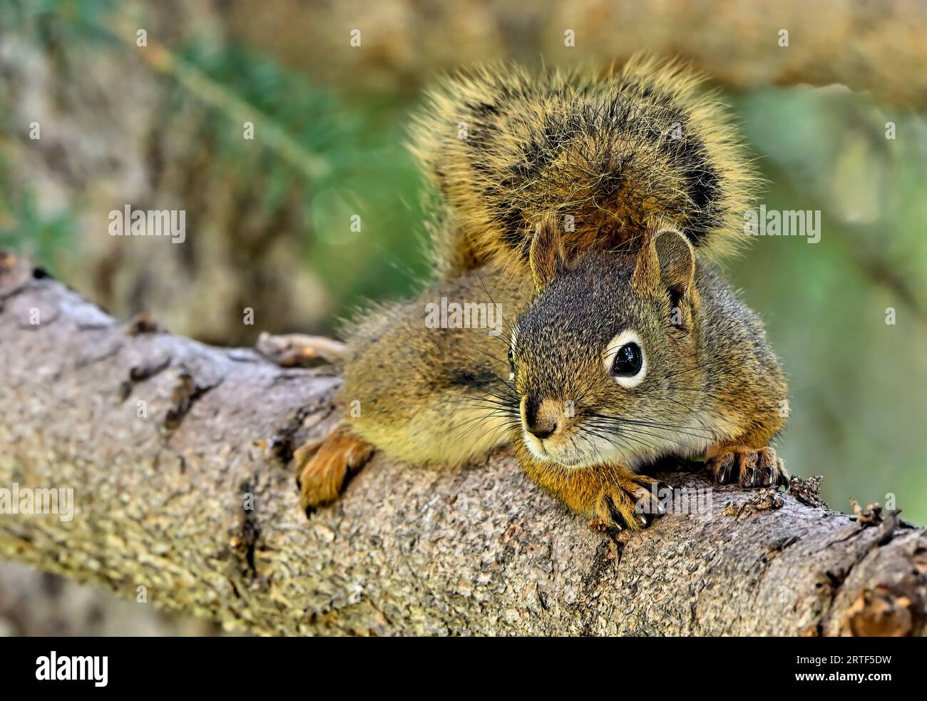 Un écureuil roux sauvage, Tamiasciurus hudsonicus, reposant sur une branche d'épinette dans les régions rurales du Canada de l'Alberta Banque D'Images