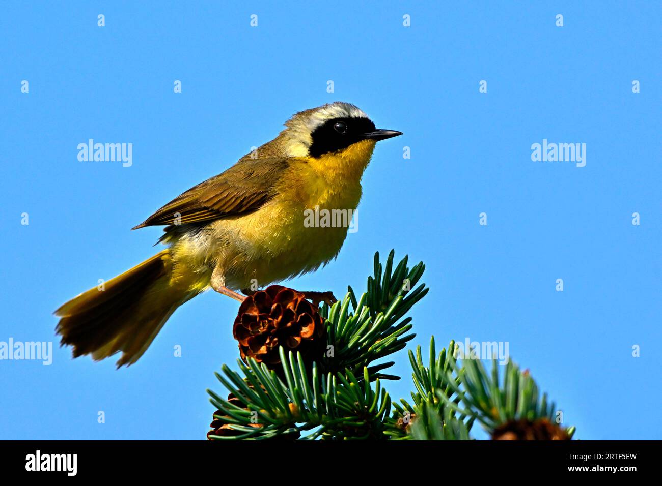 Un mâle commun Yellow-Throat Warbler 'Geothlypis trichas', peluchant ses plumes sur sa perche en haut d'arbre Banque D'Images
