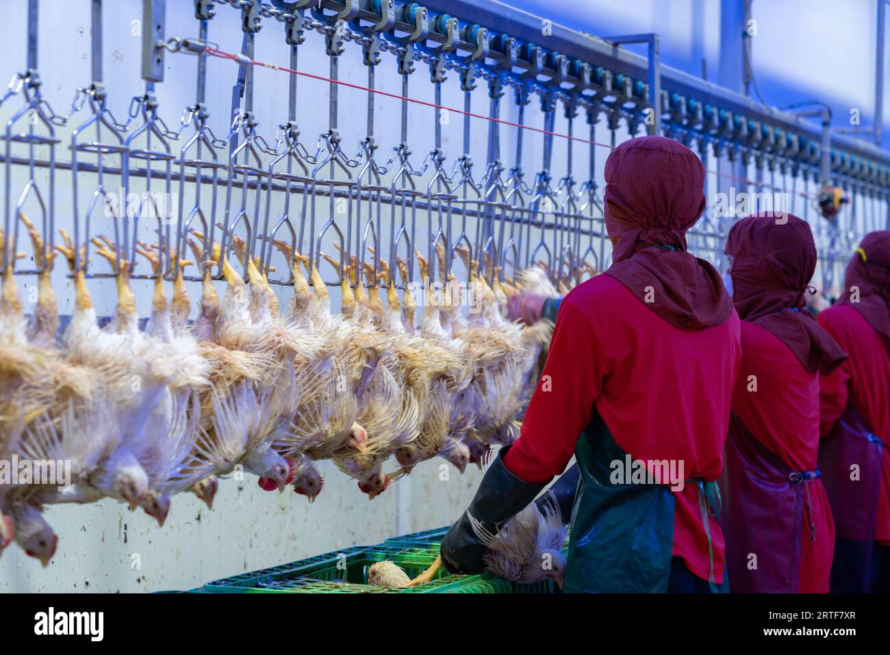 Les ouvriers d'usine pendent des oiseaux vivants par leurs jambes dans le traitement de la viande. Banque D'Images