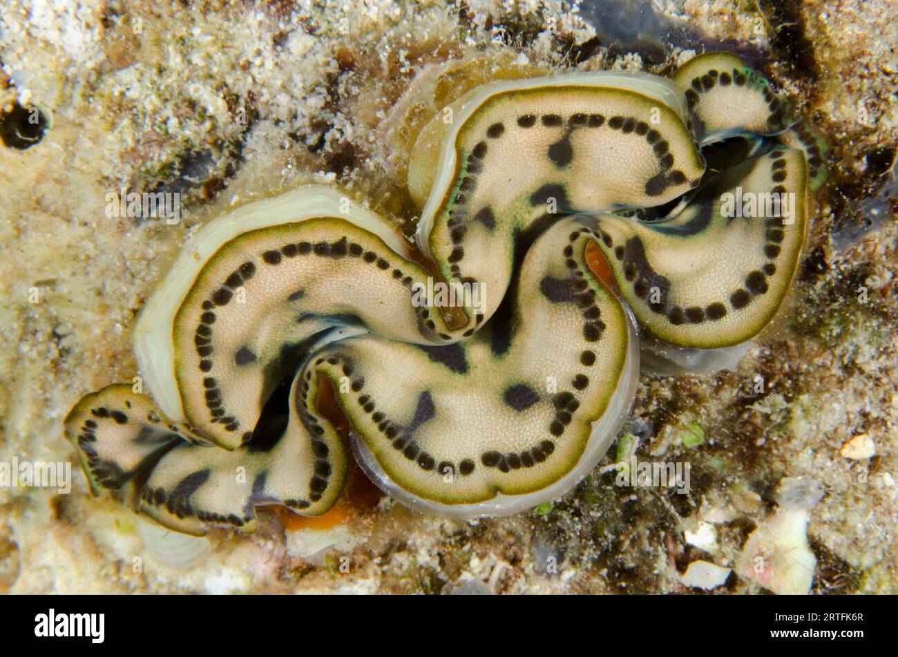 Petite palourde géante, Tridacna maxima, site de plongée Napolean Reef, Pemuteran, Buleleng Regency, Bali, Indonésie Banque D'Images
