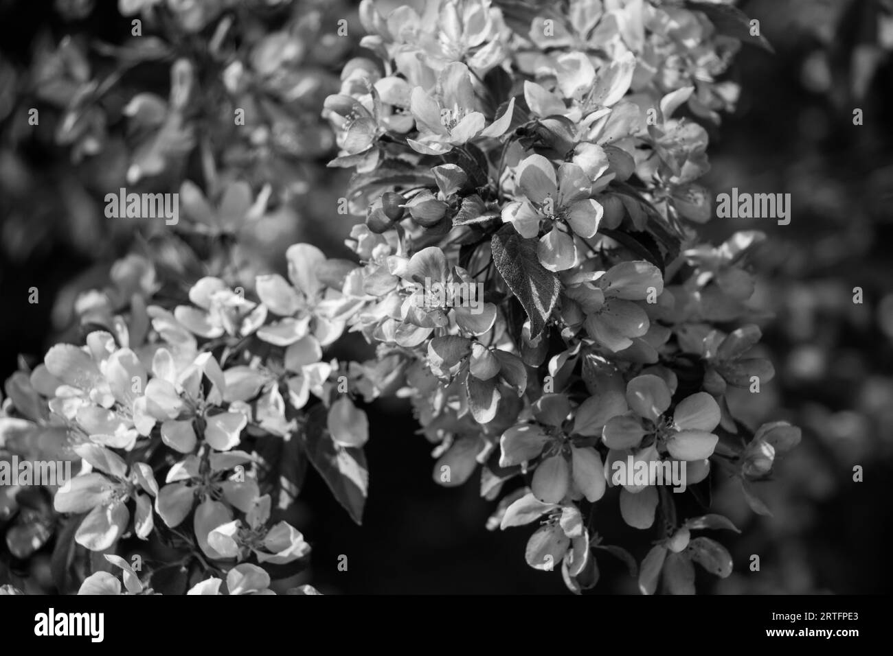 Un gros plan de fleurs de pommier en niveaux de gris Banque D'Images