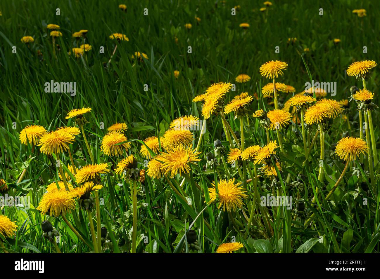 Pissenlit Taraxacum officinale comme une fleur de mur, est un artiste pionnier de la plante et de la survie qui peut également prospérer sur des routes de gravier. Magnifique débit de Taraxacum Banque D'Images