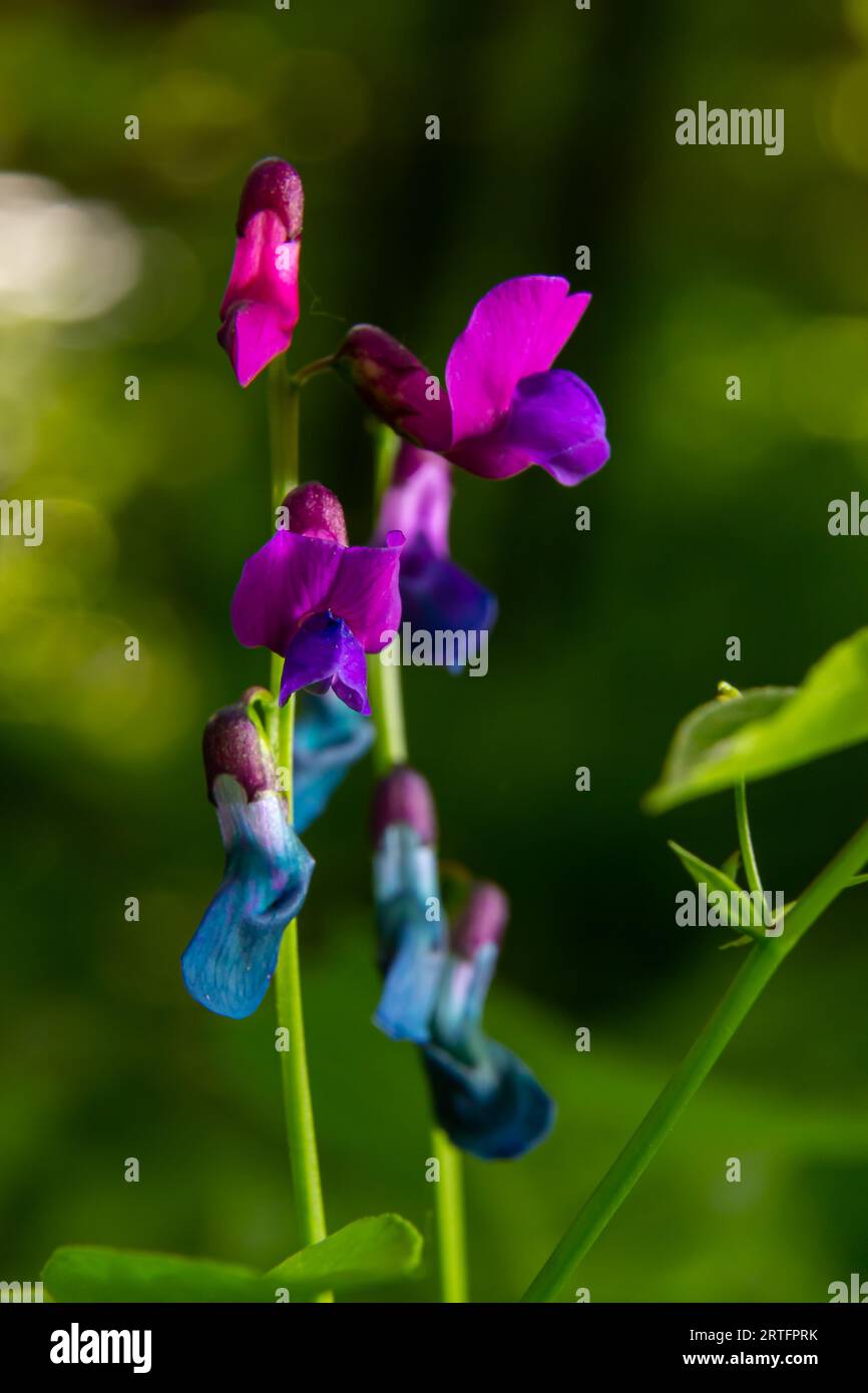 Lathyrus vernus en fleur, fleur de vachling au début du printemps avec blosoom et feuilles vertes en forêt, macro. Banque D'Images