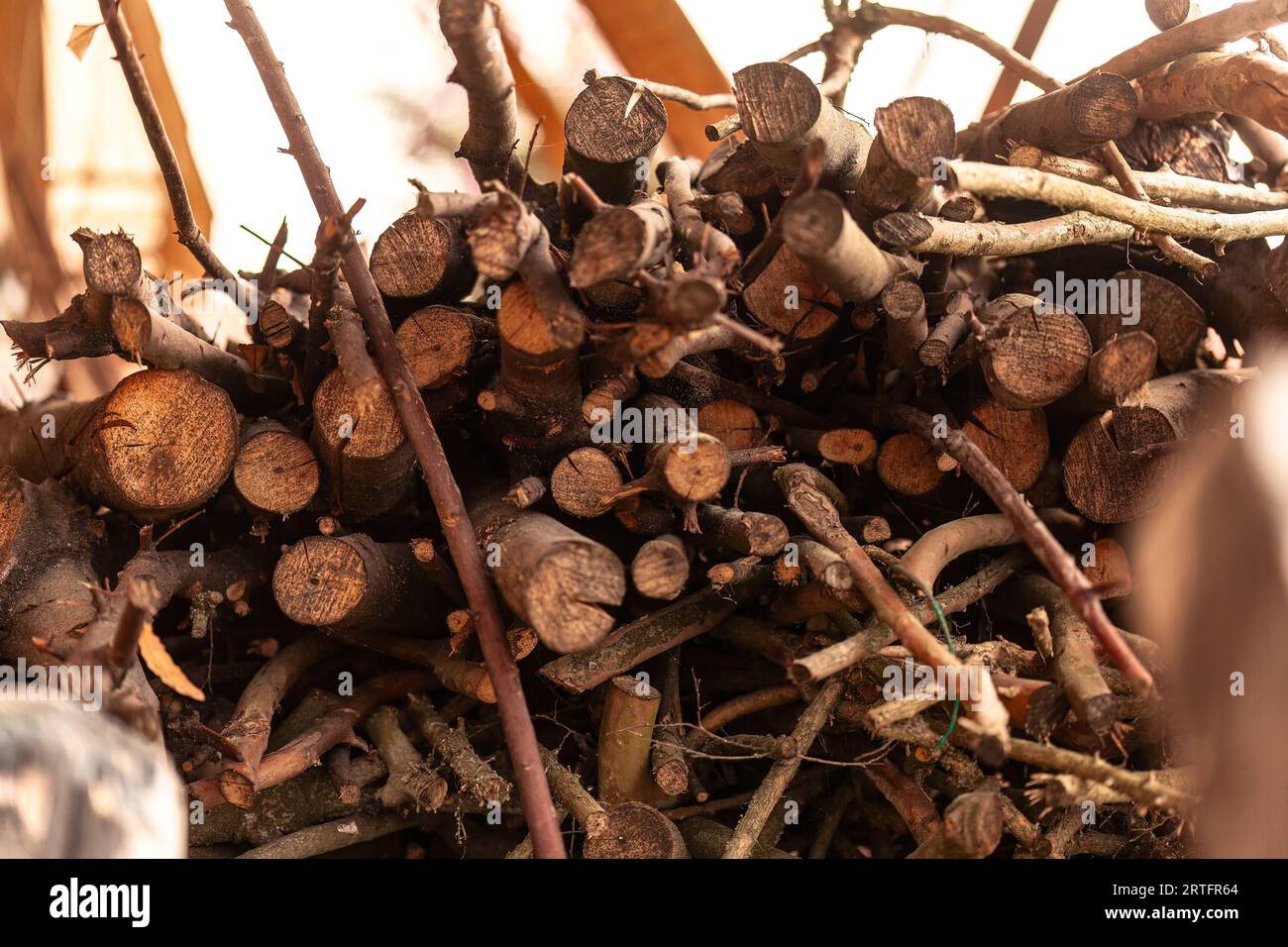Pile de bois haché préparé pour le chauffage domestique, soulignant l'autosuffisance rurale. Banque D'Images