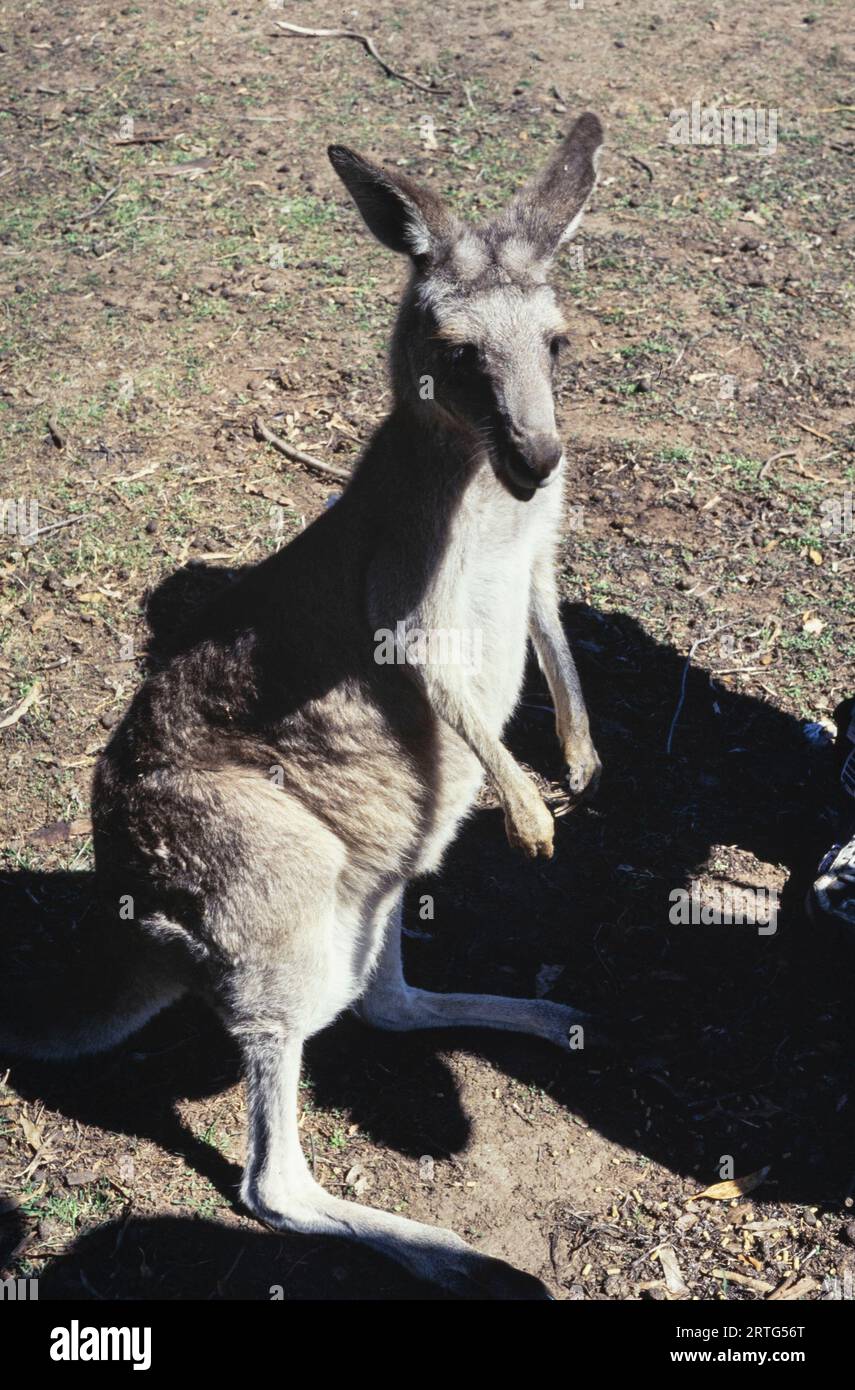 Melbourne, Australie décembre 1999 : une capture franche d'un kangourou australien dans les années 1990 Banque D'Images