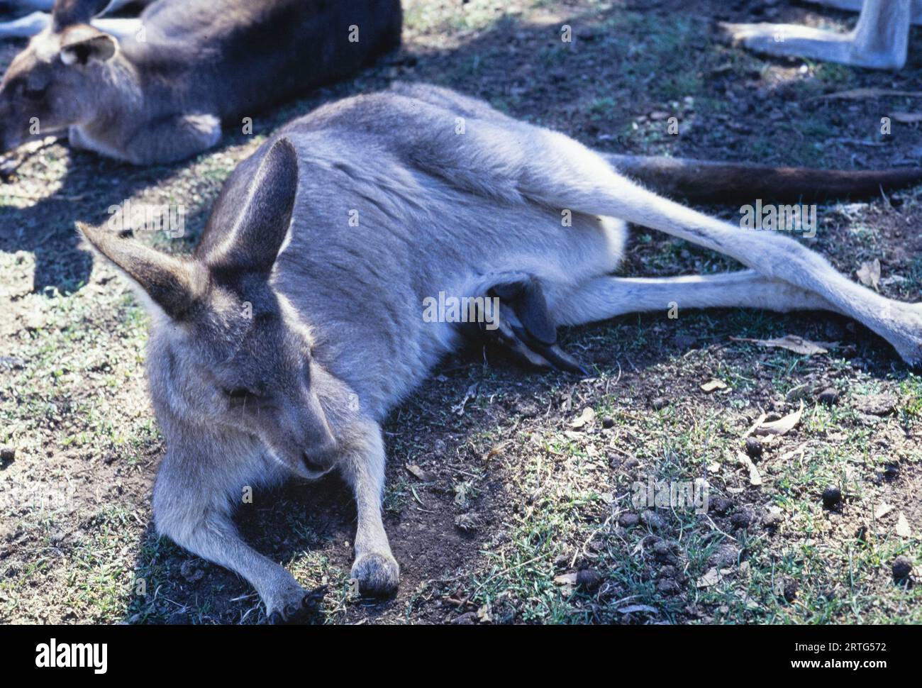 Melbourne, Australie décembre 1999 : une capture franche d'un kangourou australien dans les années 1990 Banque D'Images