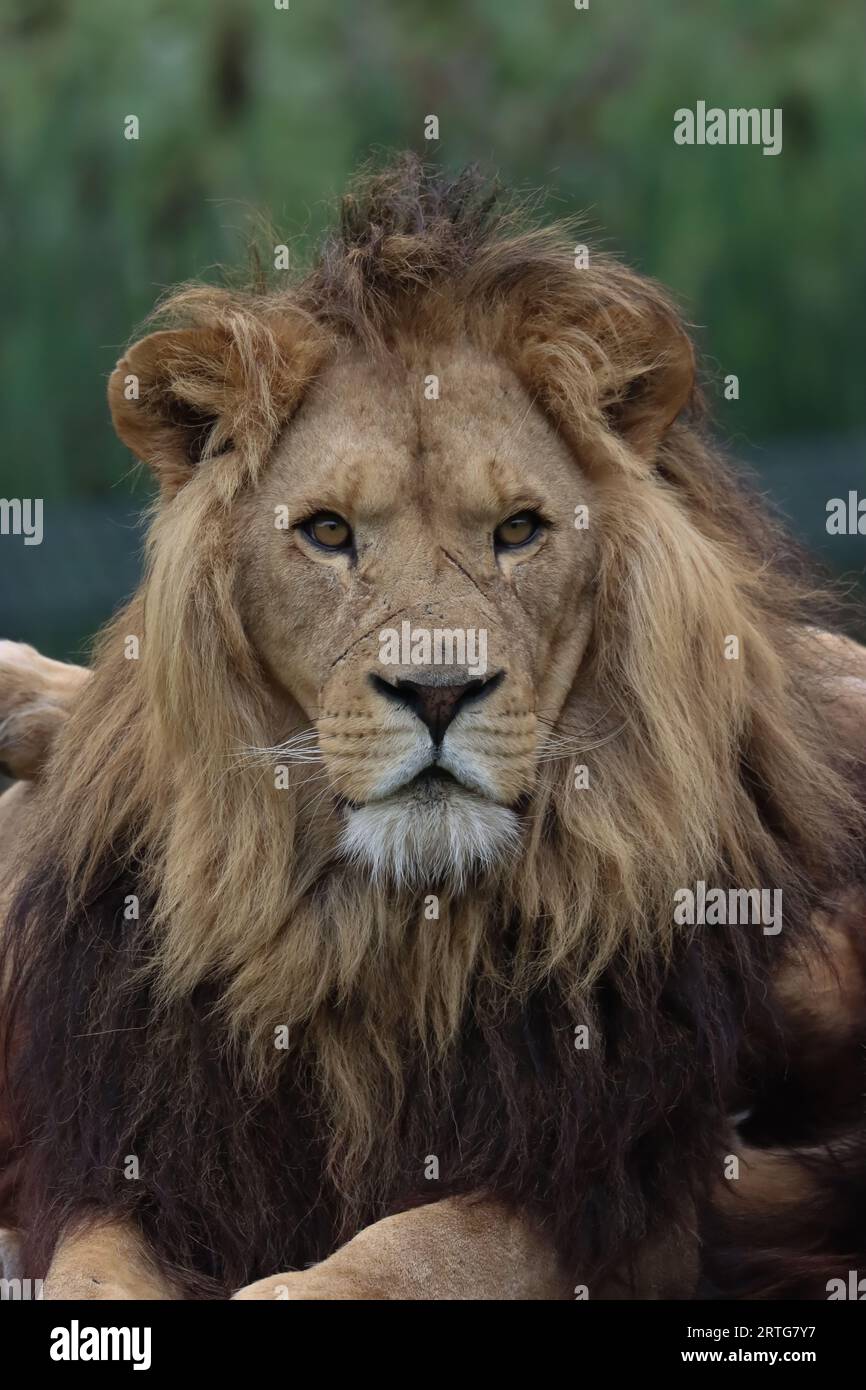 Un portrait d'un lion majestueux avec une position fière et puissante. Banque D'Images