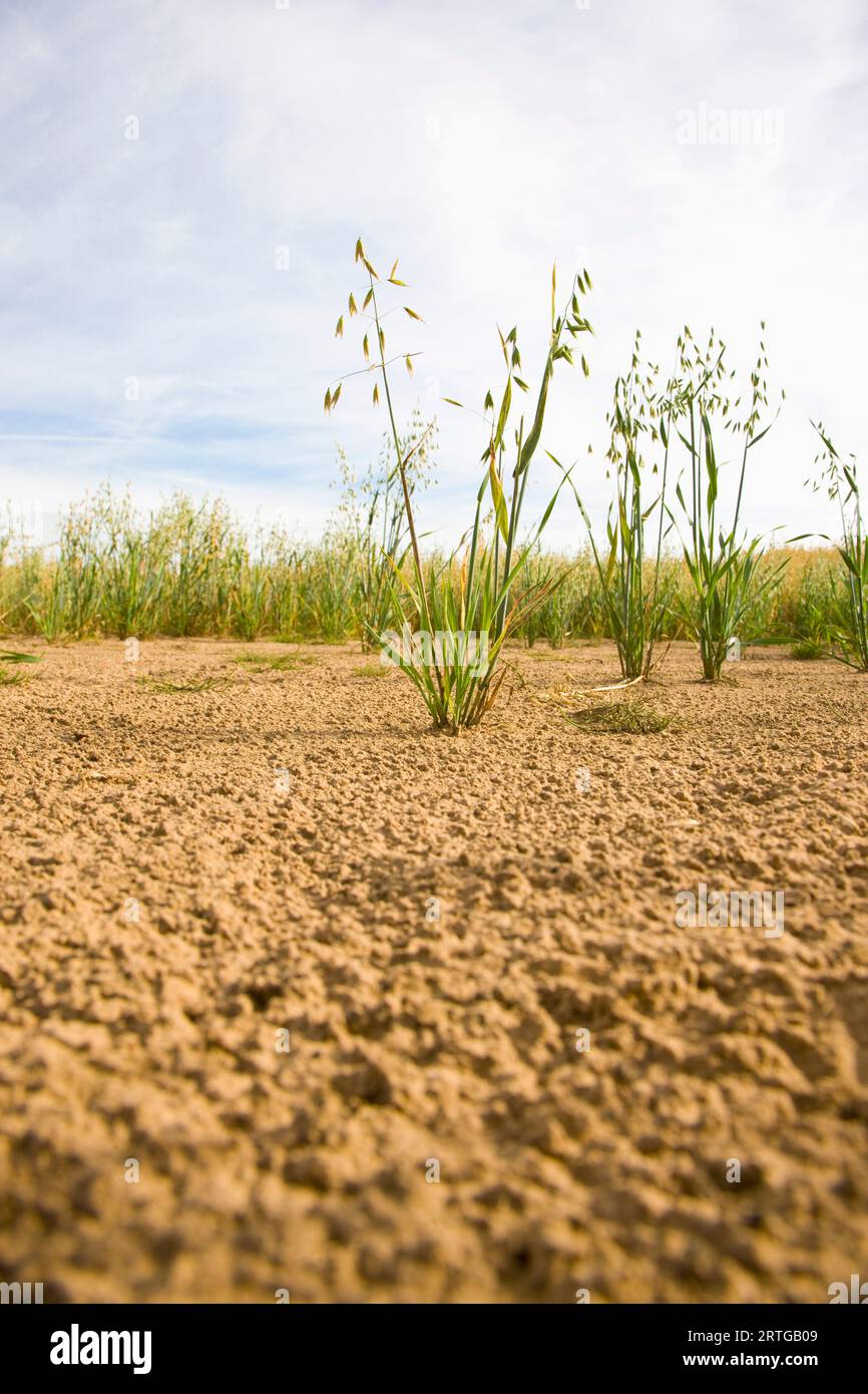 L'avoine sauvage dans un champ Banque D'Images