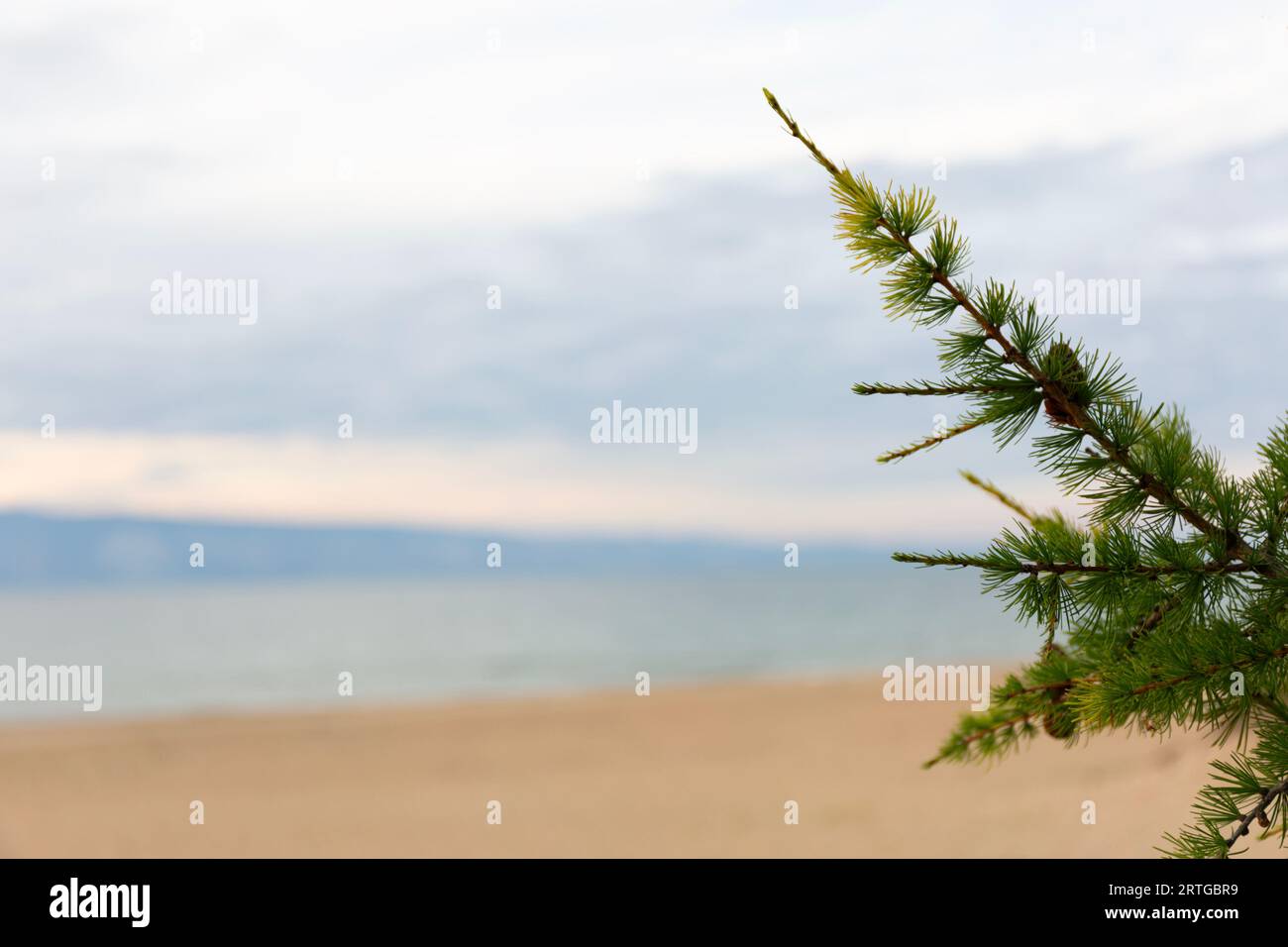 Baïkal Larch Pine Cones sur défocalisé Envoyer Baïkal Beach Banque D'Images