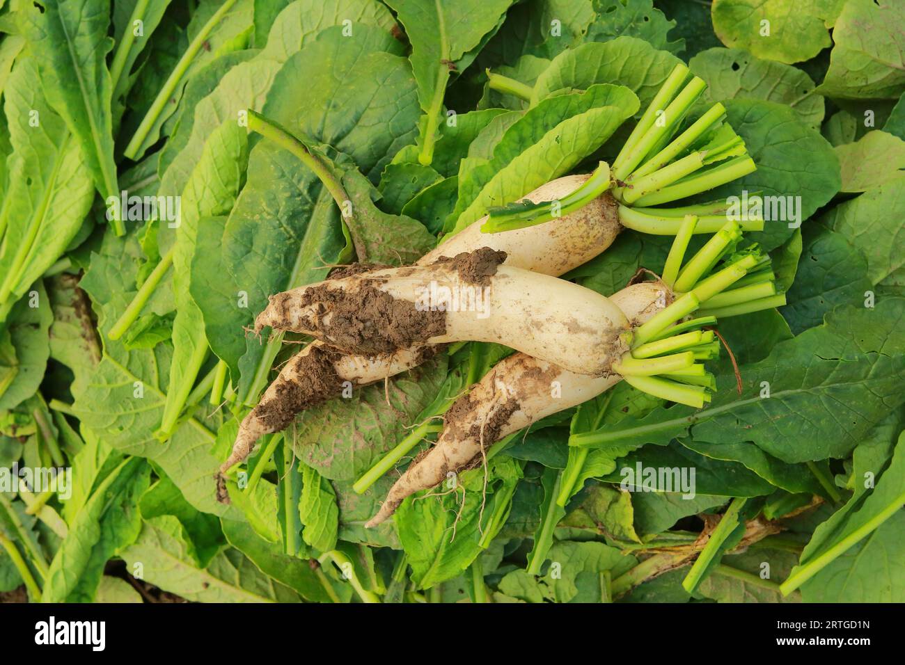 Radis blancs frais dans les terres agricoles, récolte des radis blancs, radis frais dans le jardin, champ de légumes de campagne Banque D'Images