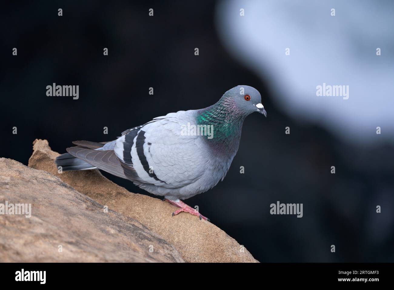 Colombe rocheuse (Columba livia) assise sur un rocher en vue latérale à Fuerteventura Banque D'Images