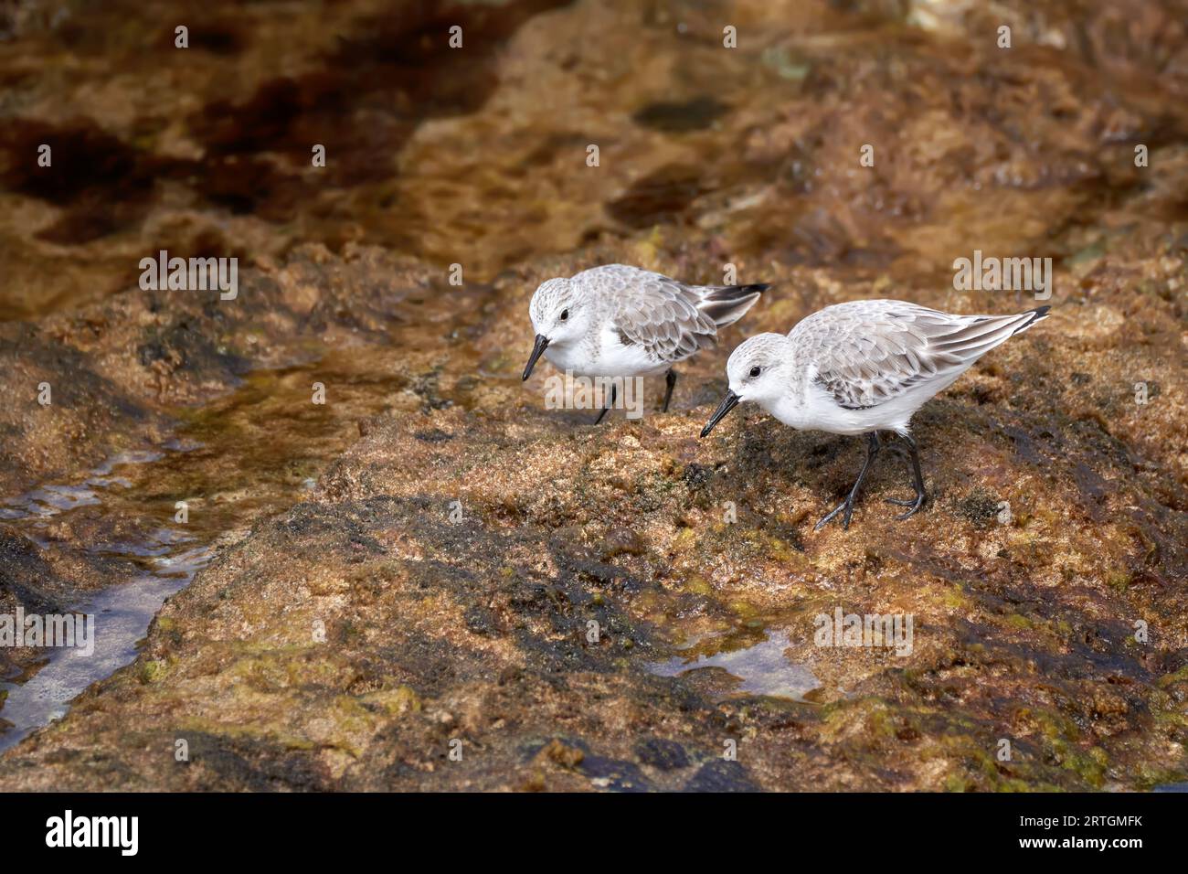 Deux Sanderlings (Calidris alba) se nourrissant sur des roches humides - Fuerteventura Banque D'Images