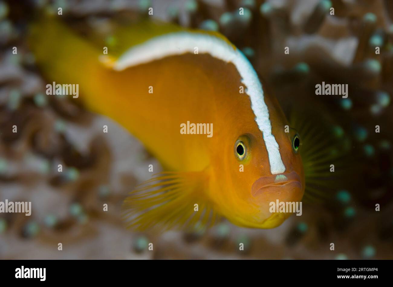 Anémonefish orange, Amphiprion sandaracinos, dans une anémone marécageuse protectrice, Heteractis crispa, site de plongée Lone Tree, Dili, Timor oriental Banque D'Images