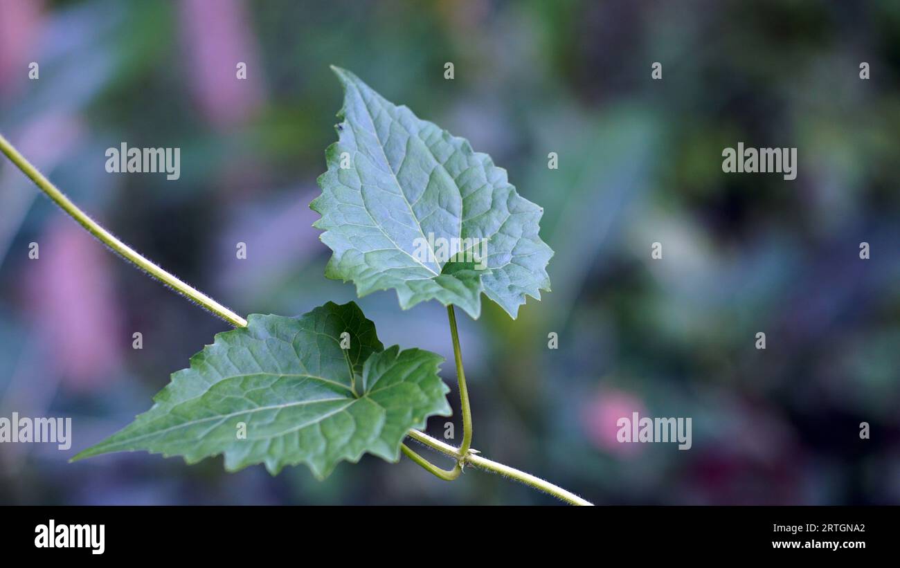 American Rope, une plante grimpante avec des feuilles ovales avec des bords de dentelle et une surface lisse et velue de la tige. Banque D'Images