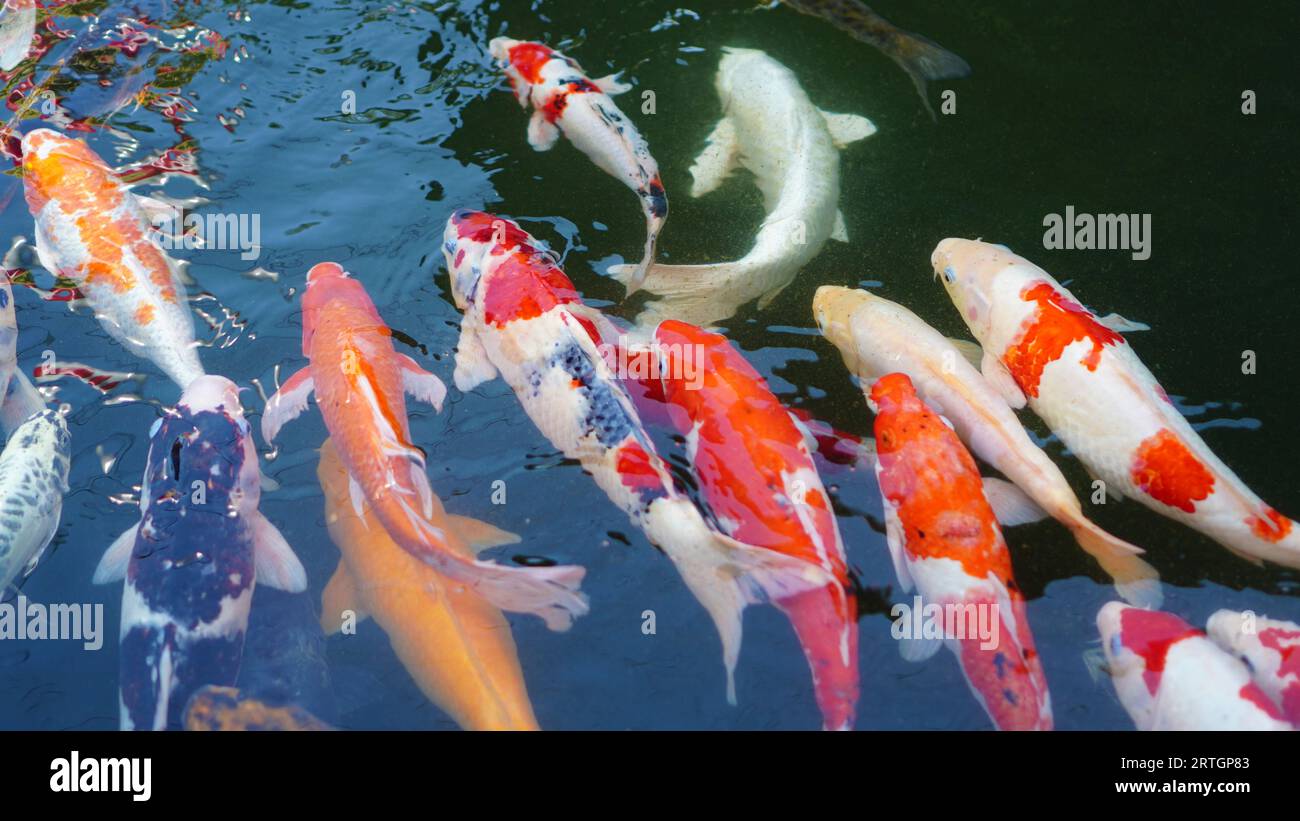 plusieurs poissons koi sont dans un étang avec de l'eau qui est toujours en mouvement Banque D'Images