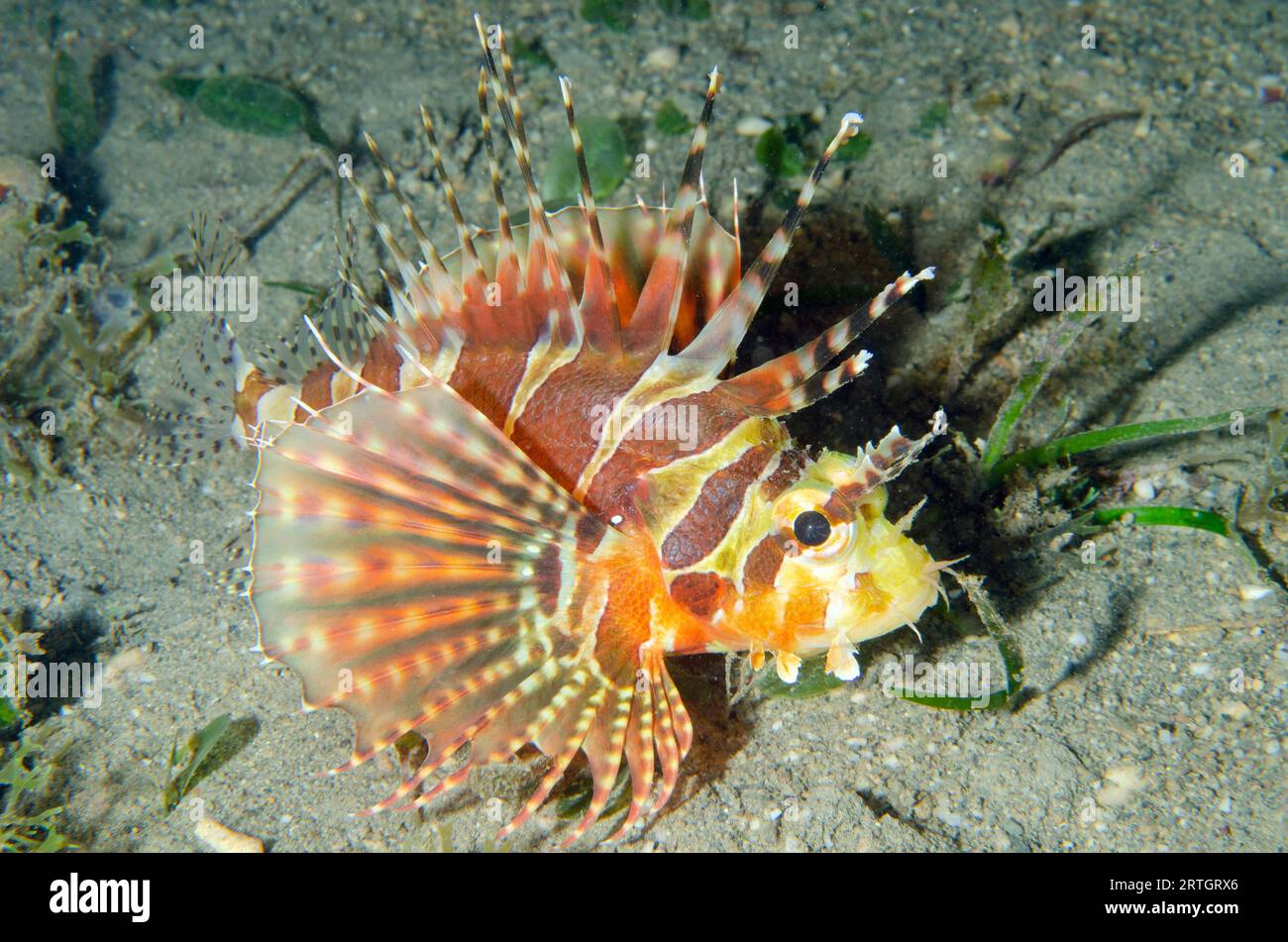 Zebra Lionfish, Dendrochirus Zebra, sur sable, site de plongée Tasi Tolu, Dili, Timor oriental Banque D'Images