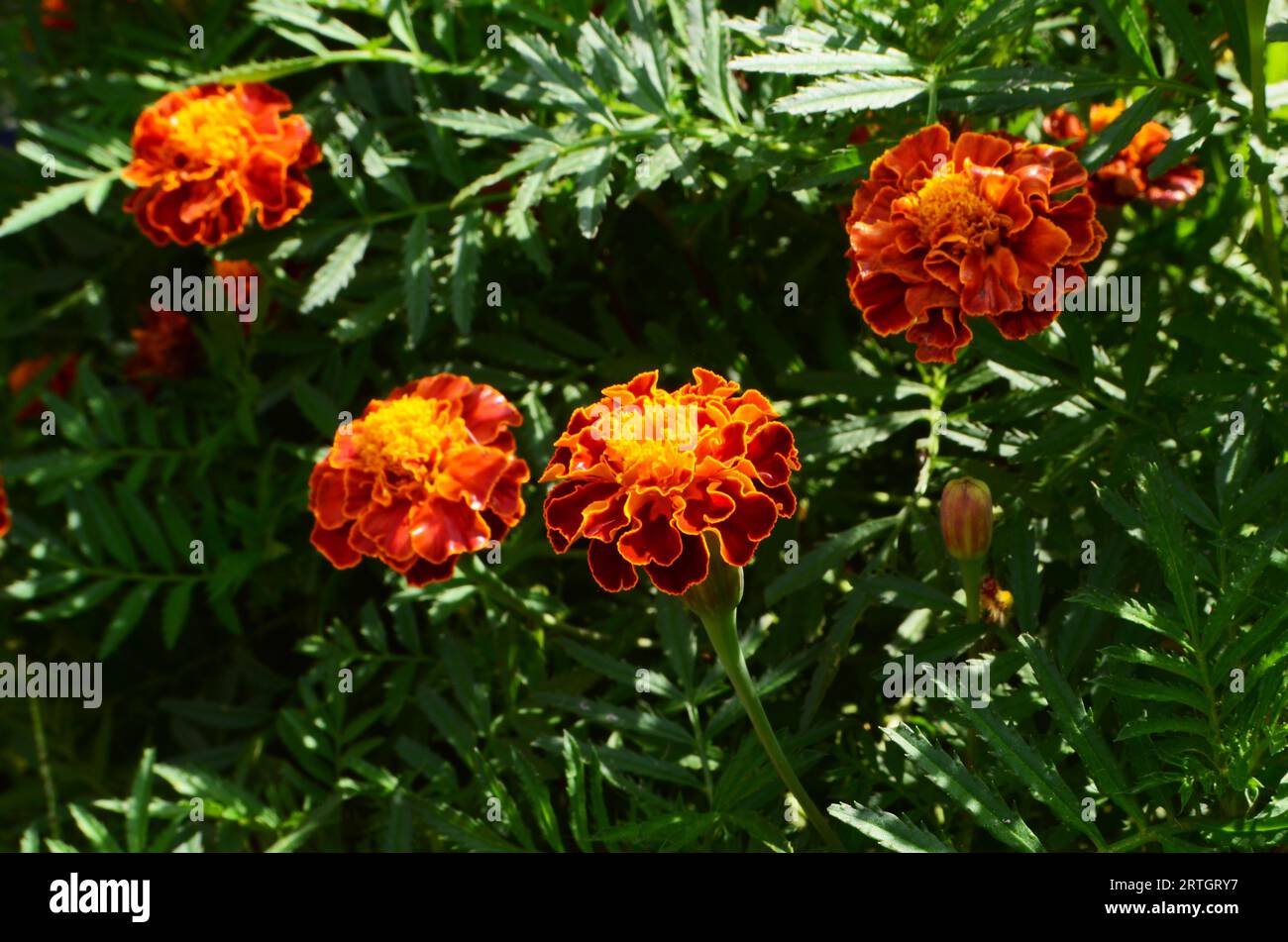Les fleurs de souci français ou les soucis de boléro ont des pétales orange rougeâtre avec une combinaison de jaune. Banque D'Images