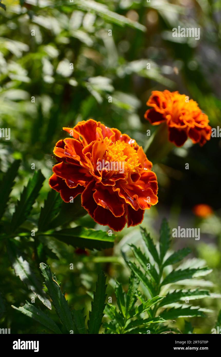 Les fleurs de souci français ou les soucis de boléro ont des pétales orange rougeâtre avec une combinaison de jaune. Banque D'Images