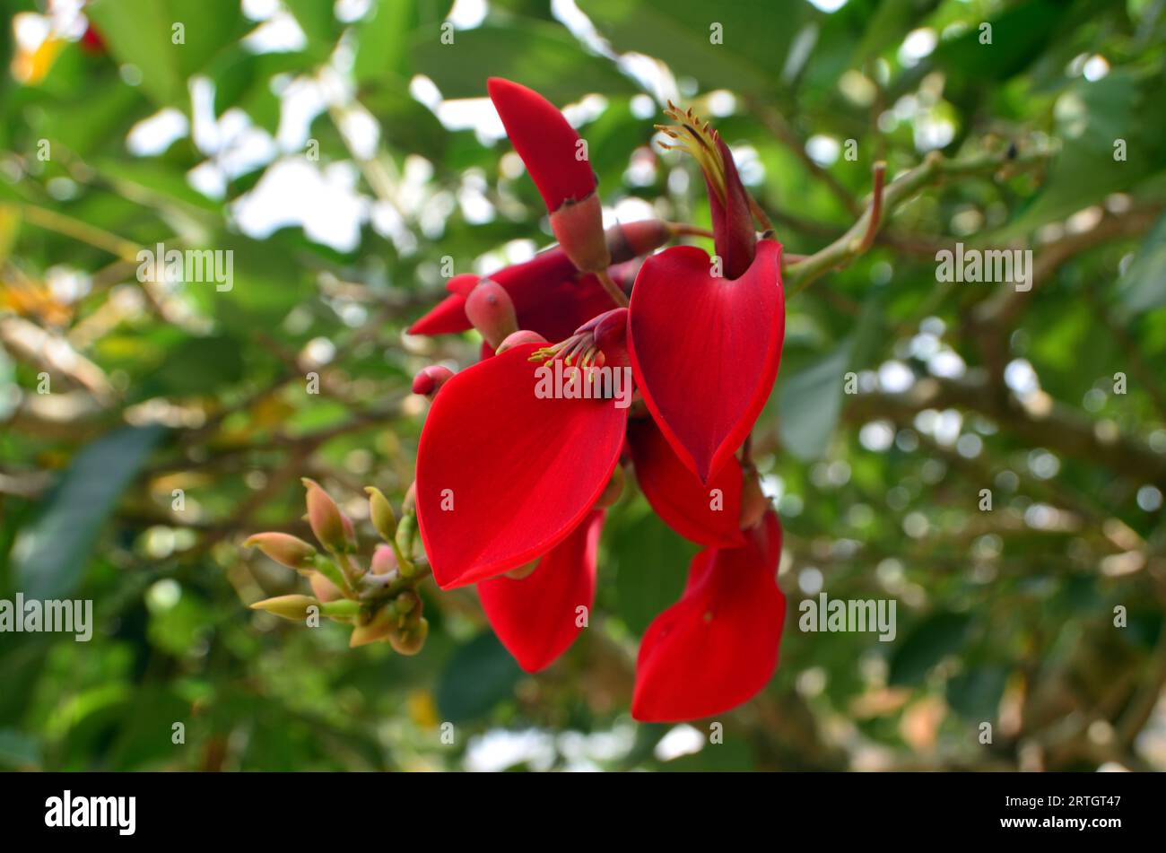 Les fleurs rouges d'Erythrina crista galli fleurissent sur une branche d'arbre. la couleur est rouge avec le pistil s'étendant vers l'avant Banque D'Images