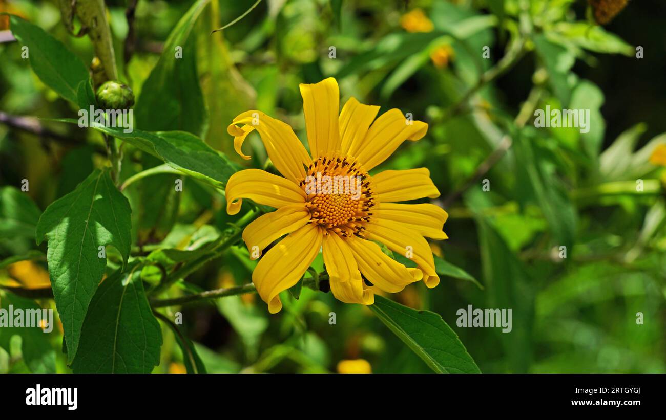 Tithonia diversifolia, les fleurs fleurissent sur une branche d'arbre. Les pétales sont jaunes avec des pointes ridées et les feuilles denses sont vertes. Banque D'Images