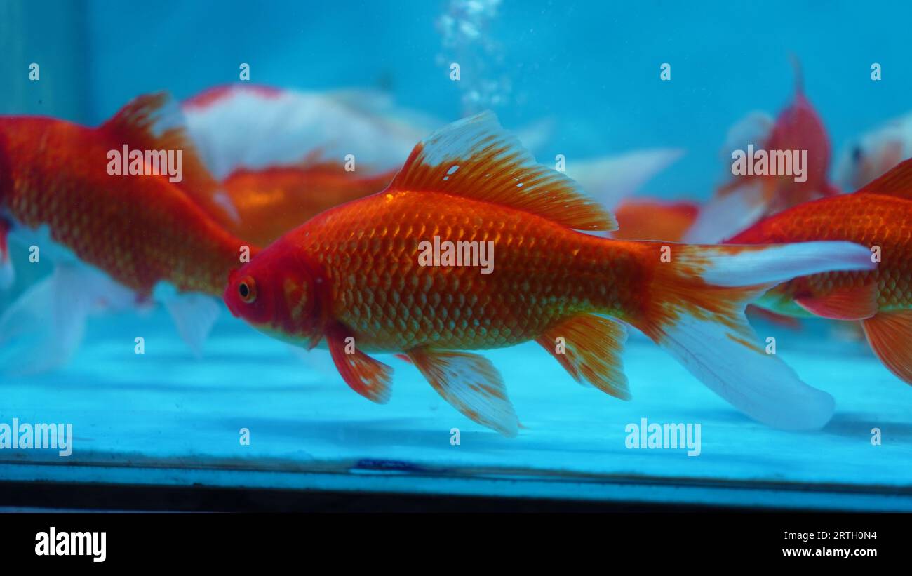 Les comètes rouges dans l'aquarium sont de couleur orange avec des nageoires blanches et une longue queue. Banque D'Images