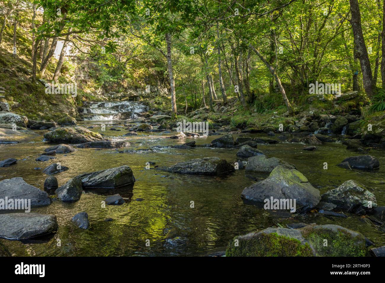 Rivière Nantcol et cascades dans un cadre boisé. Banque D'Images