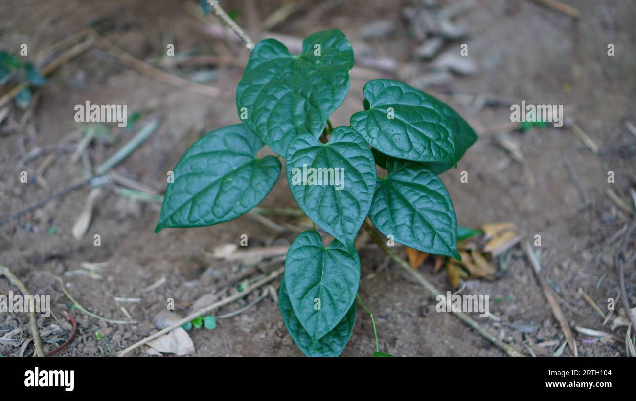 Tinospora crispa, communément appelé Petawali, a des feuilles vert foncé en forme de cœur avec une surface brillante. Banque D'Images