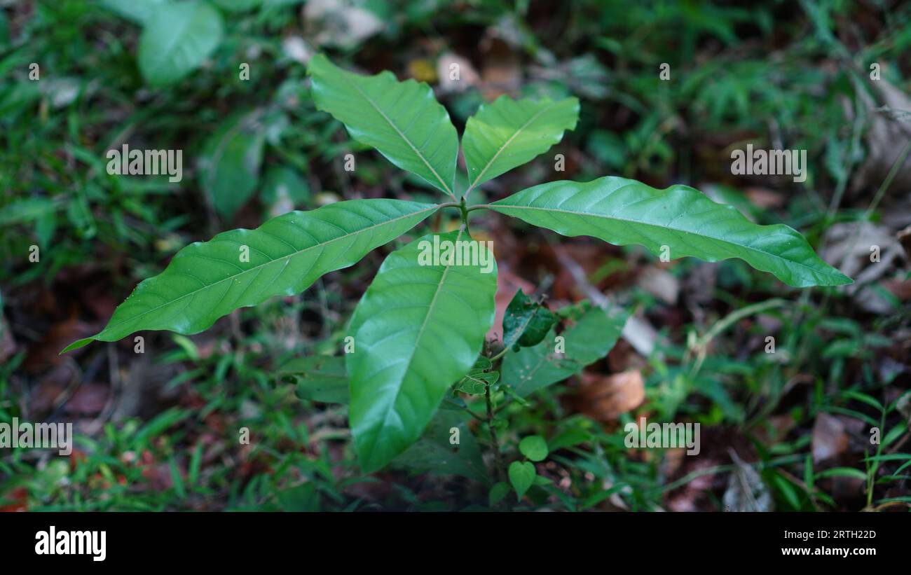 Une plante du genre Ocotea avec des feuilles transversales vertes avec une surface ridée et des veines foliaires de couleur vive et une forme pennée. Banque D'Images