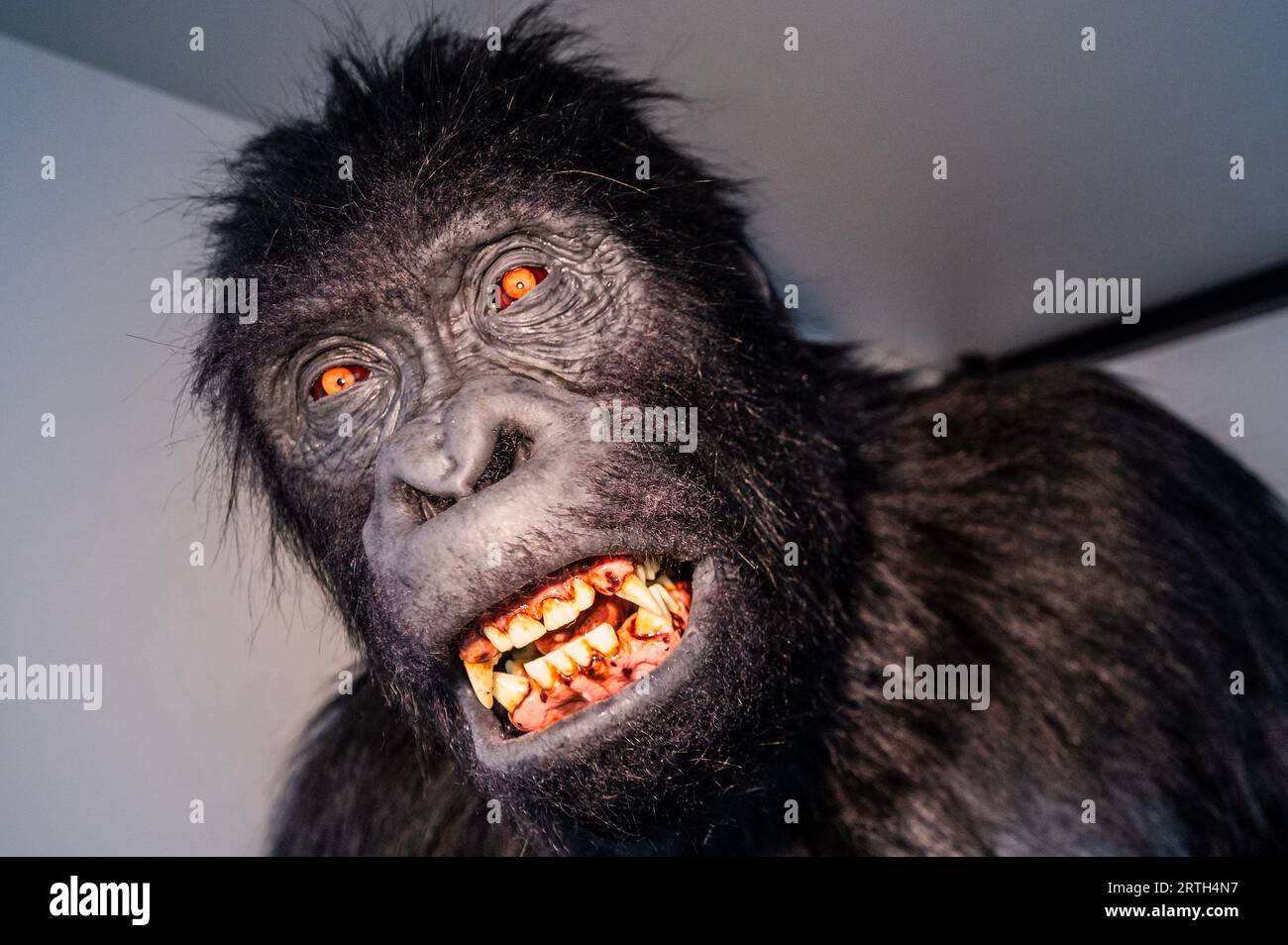 Londres, Royaume-Uni. 13 septembre 2023. Somnolé sous un bureau se trouve un gorille femelle animatronique grandeur nature - une partie de Ryan Gander JEU DE MOTS TO! Une nouvelle exposition de vente à la Galerie Lisson, qui se déroule du 14 septembre au 28 octobre 2023. Il explore la relation entre notre passé évolutif et la façon dont nous vivons aujourd’hui dans des sociétés mues par la croissance capitaliste, la vitesse et le progrès. Le gorille est décrit comme «apparemment timide, elle affiche un désir d'apprendre, utilisant les doigts pour noter / compter les unités. Le but de son acte d'enregistrement, qu'il s'agisse d'unités de temps, de monnaie ou d'une accumulation ou d'une baisse d'un Banque D'Images