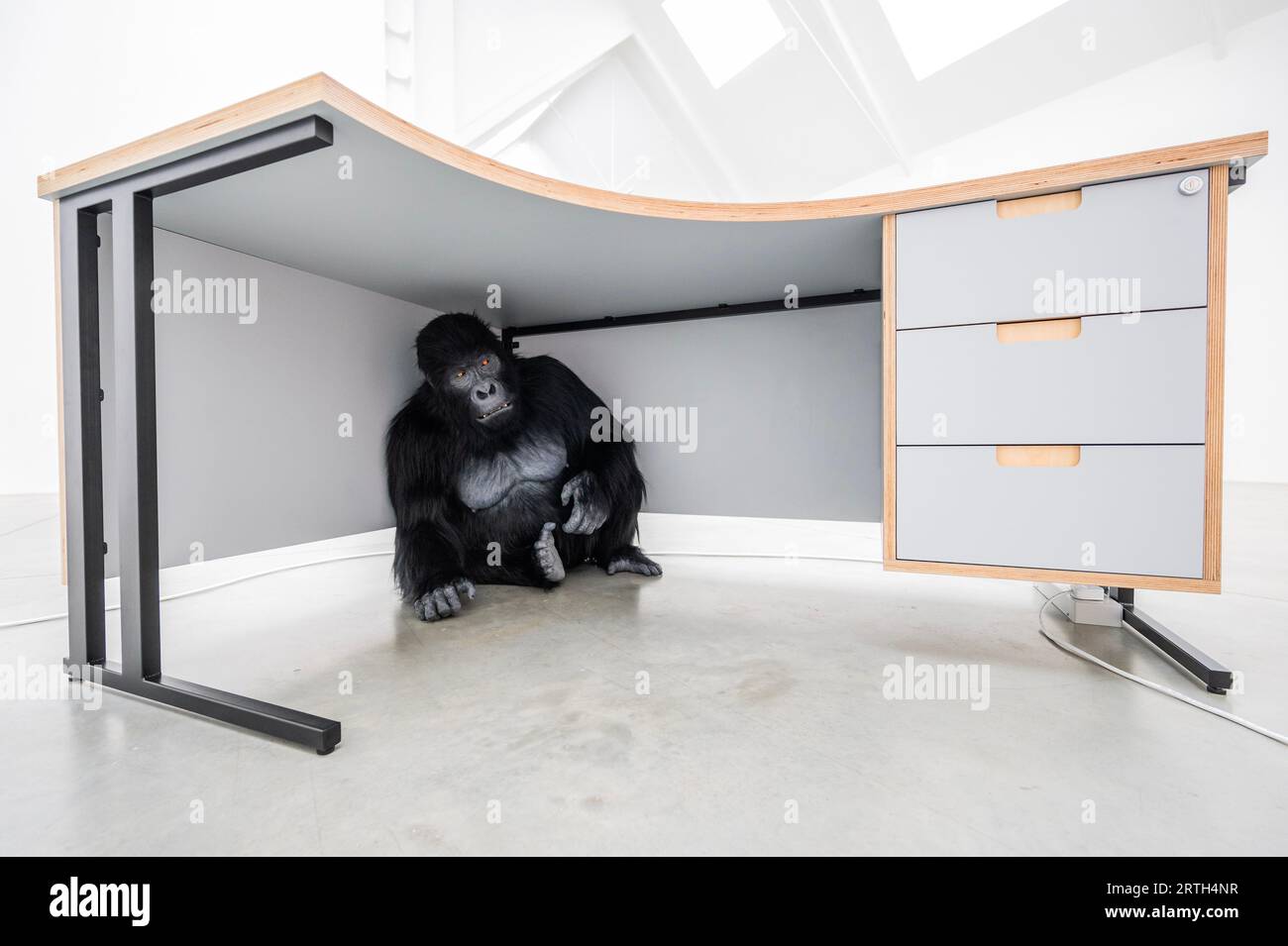 Londres, Royaume-Uni. 13 septembre 2023. Somnolé sous un bureau se trouve un gorille femelle animatronique grandeur nature - une partie de Ryan Gander JEU DE MOTS TO! Une nouvelle exposition de vente à la Galerie Lisson, qui se déroule du 14 septembre au 28 octobre 2023. Il explore la relation entre notre passé évolutif et la façon dont nous vivons aujourd’hui dans des sociétés mues par la croissance capitaliste, la vitesse et le progrès. Le gorille est décrit comme «apparemment timide, elle affiche un désir d'apprendre, utilisant les doigts pour noter / compter les unités. Le but de son acte d'enregistrement, qu'il s'agisse d'unités de temps, de monnaie ou d'une accumulation ou d'une baisse d'un Banque D'Images