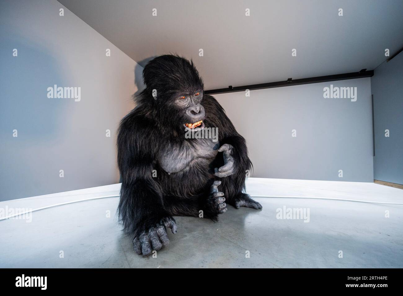 Londres, Royaume-Uni. 13 septembre 2023. Somnolé sous un bureau se trouve un gorille femelle animatronique grandeur nature - une partie de Ryan Gander JEU DE MOTS TO! Une nouvelle exposition de vente à la Galerie Lisson, qui se déroule du 14 septembre au 28 octobre 2023. Il explore la relation entre notre passé évolutif et la façon dont nous vivons aujourd’hui dans des sociétés mues par la croissance capitaliste, la vitesse et le progrès. Le gorille est décrit comme «apparemment timide, elle affiche un désir d'apprendre, utilisant les doigts pour noter / compter les unités. Le but de son acte d'enregistrement, qu'il s'agisse d'unités de temps, de monnaie ou d'une accumulation ou d'une baisse d'un Banque D'Images