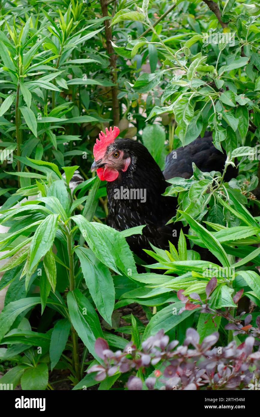 Black Sussex / Daisy Belle poule dans un jardin accueillant les poulets Banque D'Images