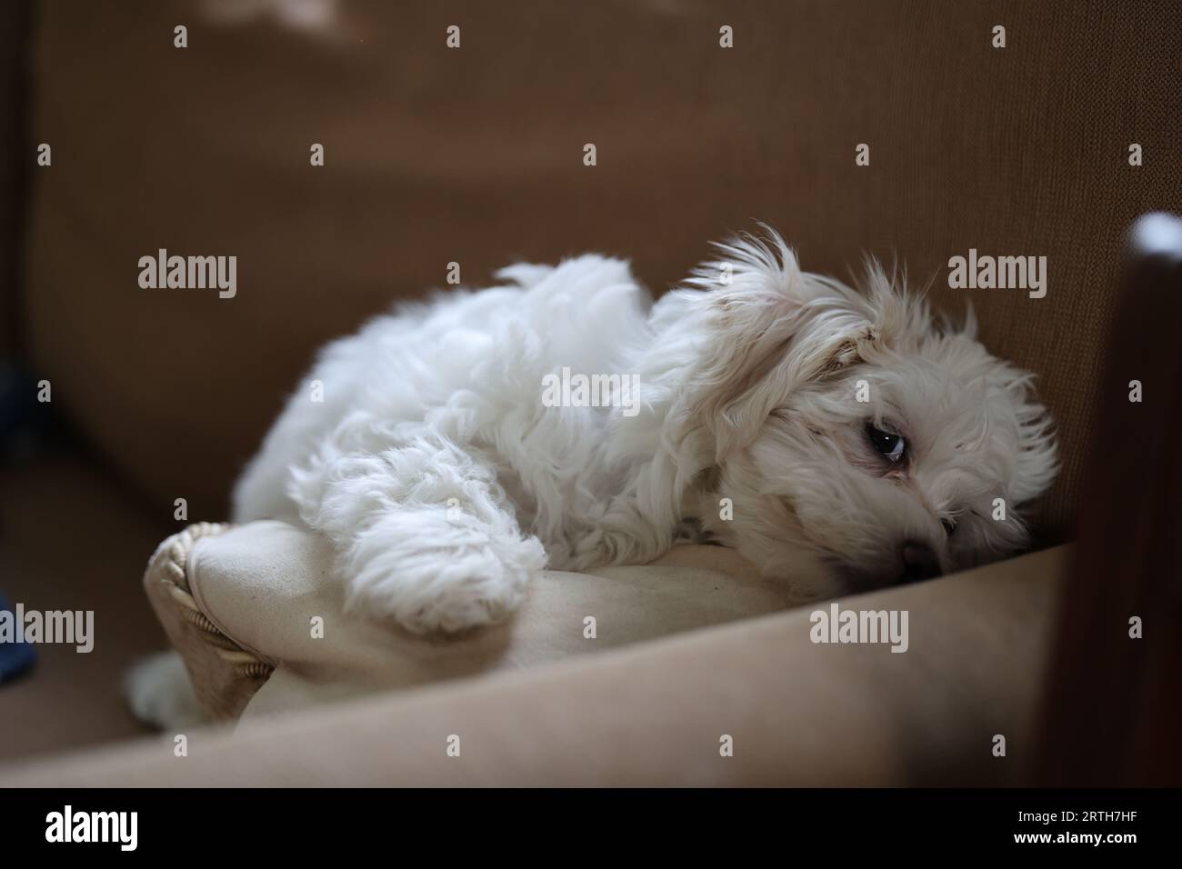 Chiot Bichon maltais croisé reposant sur une chaise. Banque D'Images