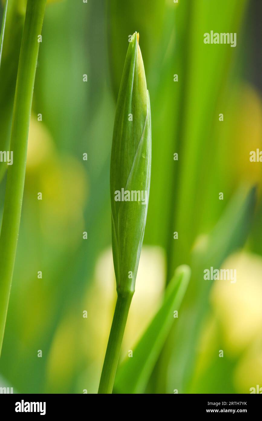 Fleur d'eau Iris pseudacorus aka iris jaune. Fleur inouimée floraison sur l'étang. Banque D'Images