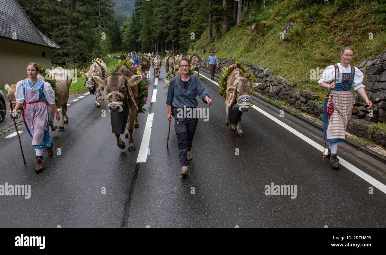 Suisse annuelle Alpabfahrt Cattle DriveOut amener les bovins des pâturages d'été aux quartiers d'hiver Vallée de Grimselsee à Guttannen Oberland bernois les bovins vêtus de fleurs pour la cérémonie d'Alpabfahrt-The Drive Out- sont achetés des hauts pâturages d'été dans la vallée de Grimselsee aux quartiers d'hiver à Guttannen dans les hautes Alpes suisses de la Oberland bernois. Photographie de crédit : BRIAN HARRIS/Alamy Live News Banque D'Images