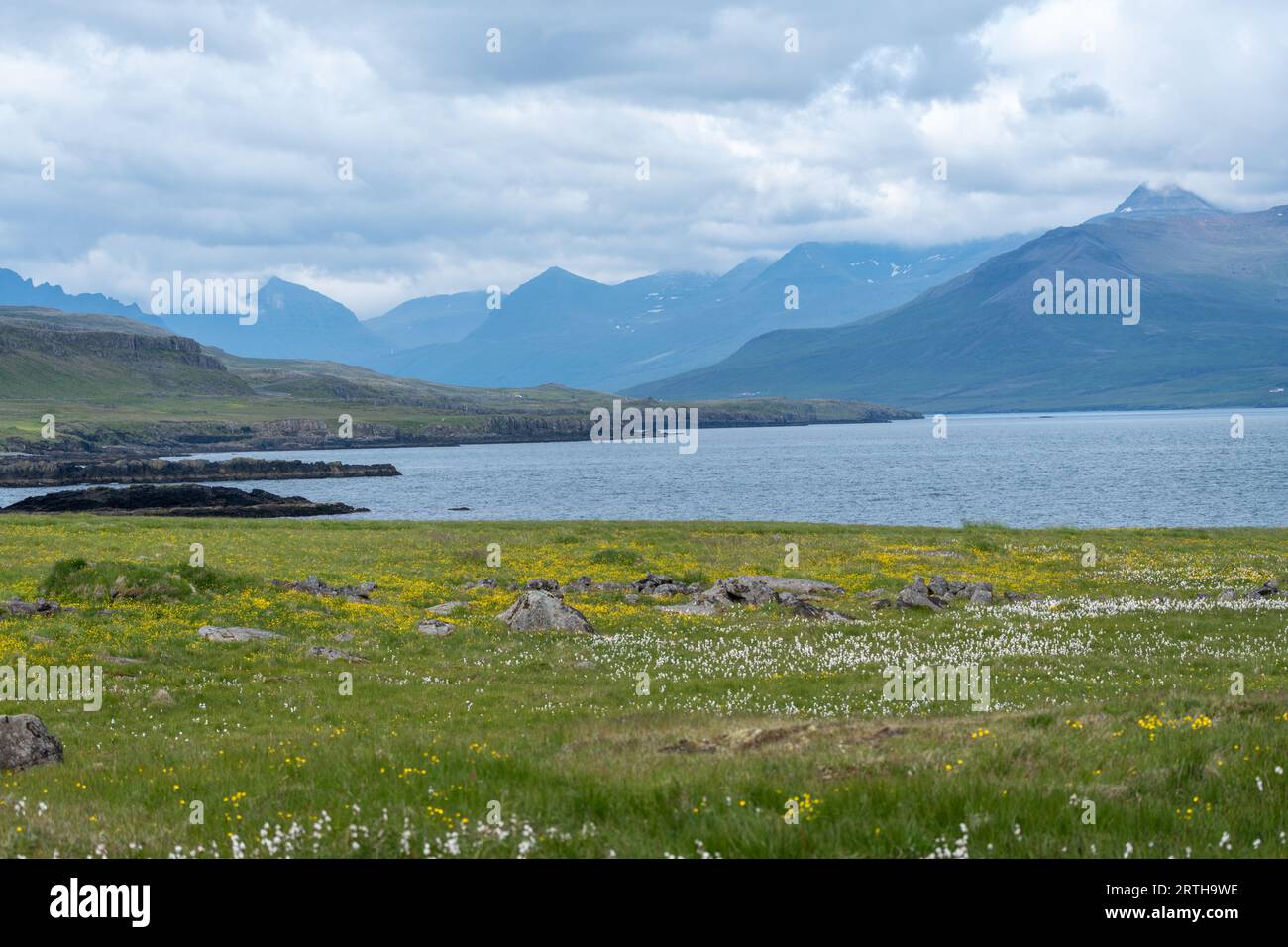 Beau paysage des Fjords de l'est de l'Islande, avec des montagnes et des fleurs sauvages sur une journée nuageuse en été Banque D'Images