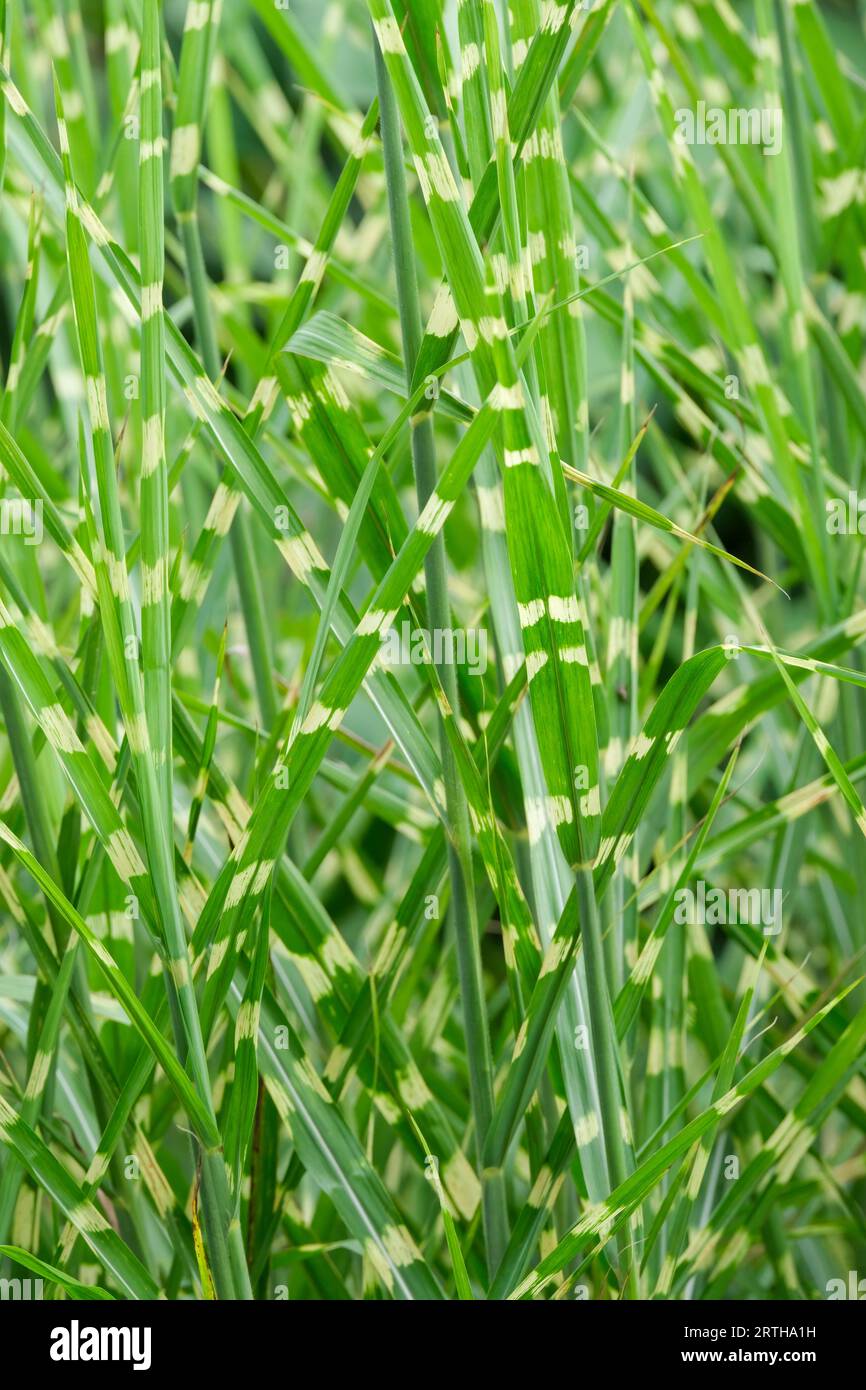 Porcupine Grass Strictus, Miscanthus sinensis Strictus, herbe argentée chinoise, feuillage panaché Banque D'Images
