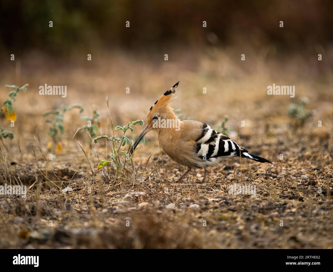 Hoopoe européen, Upupa epops, oiseau unique au sol, Espagne, septembre 2023 Banque D'Images