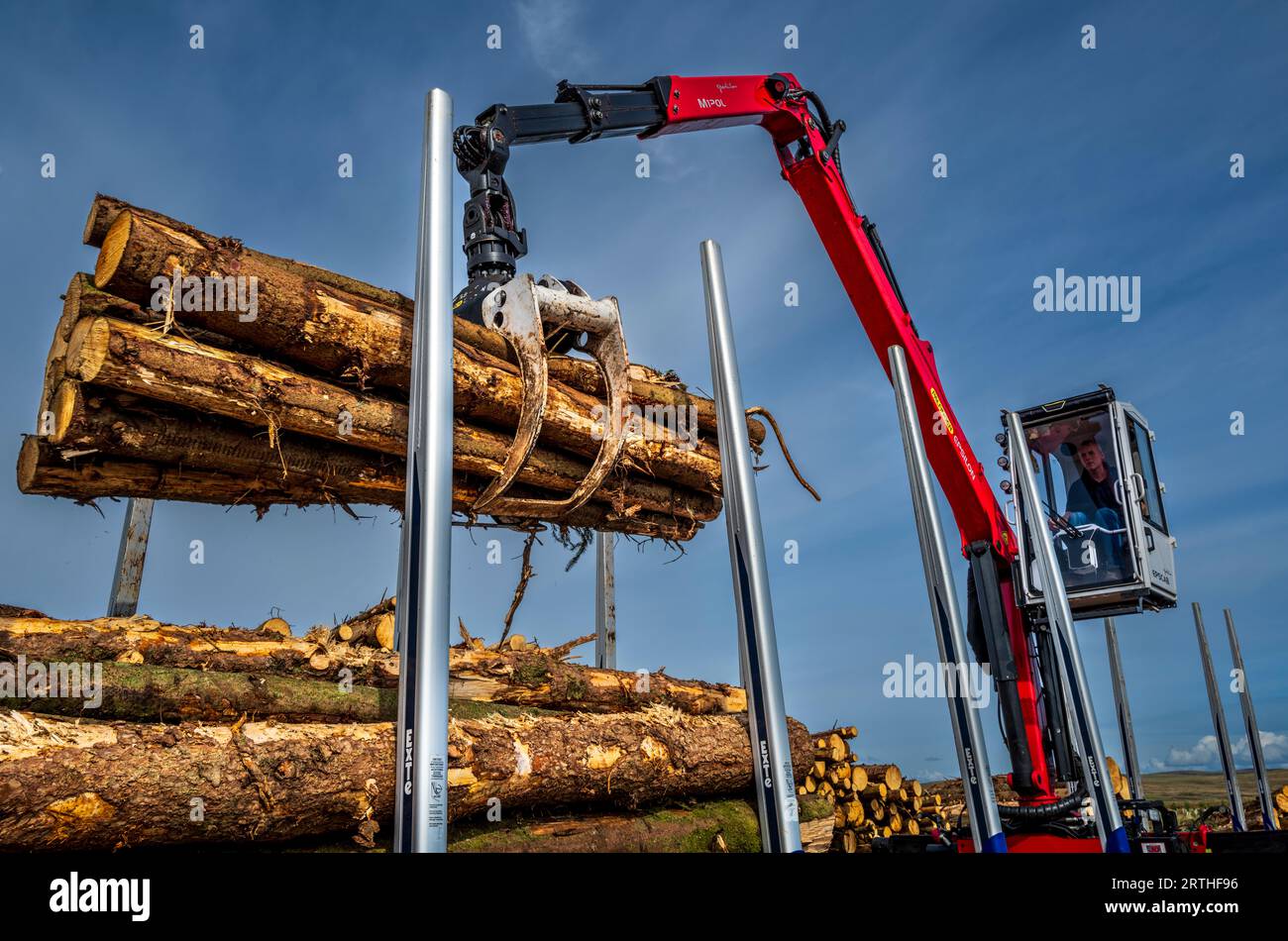 Chargement de grumes de bois sur une remorque dans le South Lanarkshire, en Écosse Banque D'Images