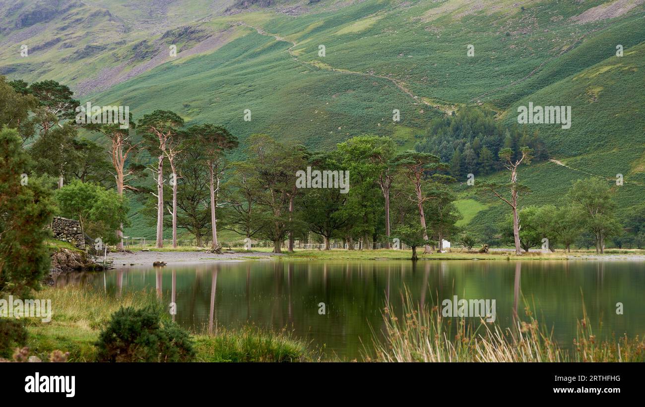 Vue sur les pins Buttermere dans le Lake District Banque D'Images