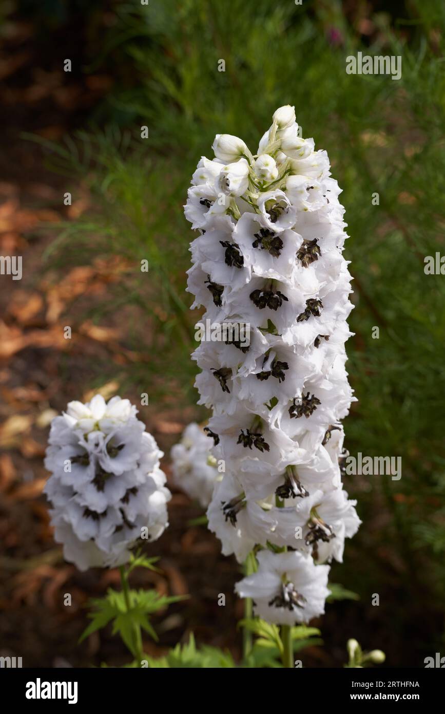 Alpine Delphinium, delphinium elatum L, floraison à East Grinstead Banque D'Images